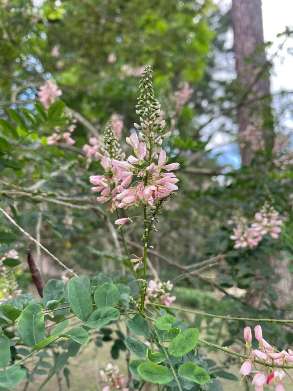 Garden in Ollivanders Estate