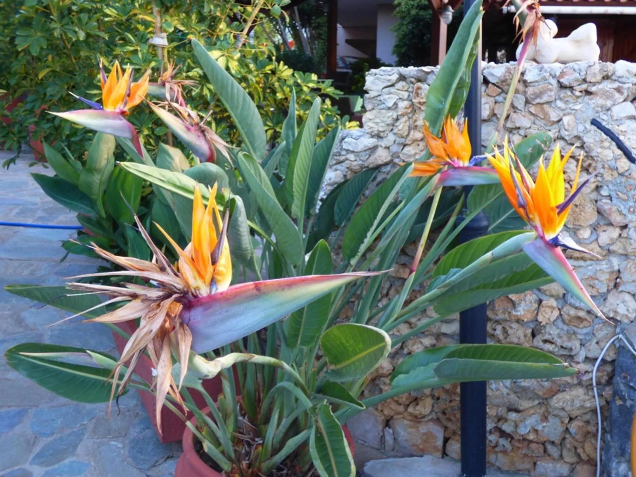 Garden in Poledas Apartments