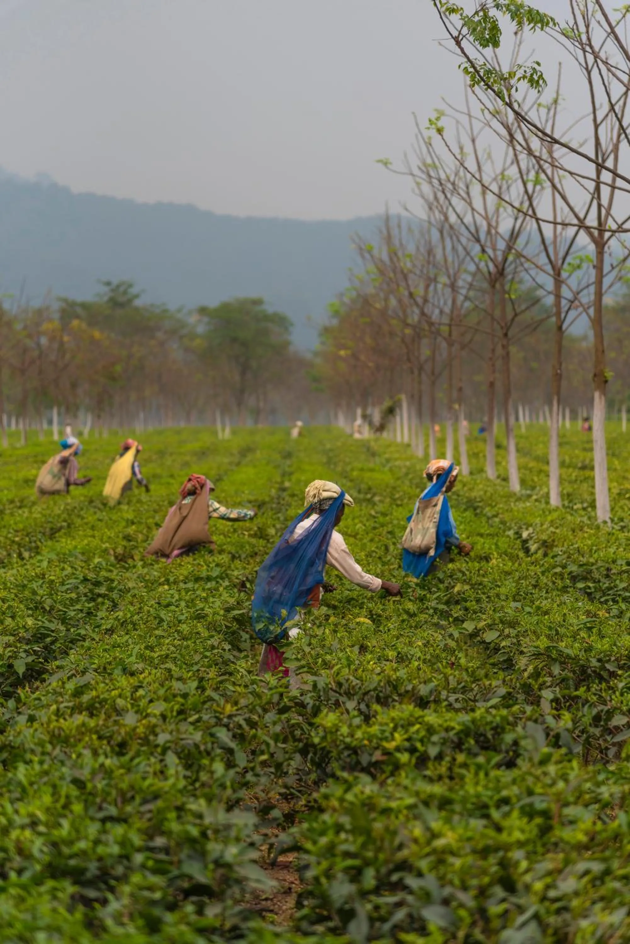 On site in Taj Chia Kutir Resort & Spa Darjeeling