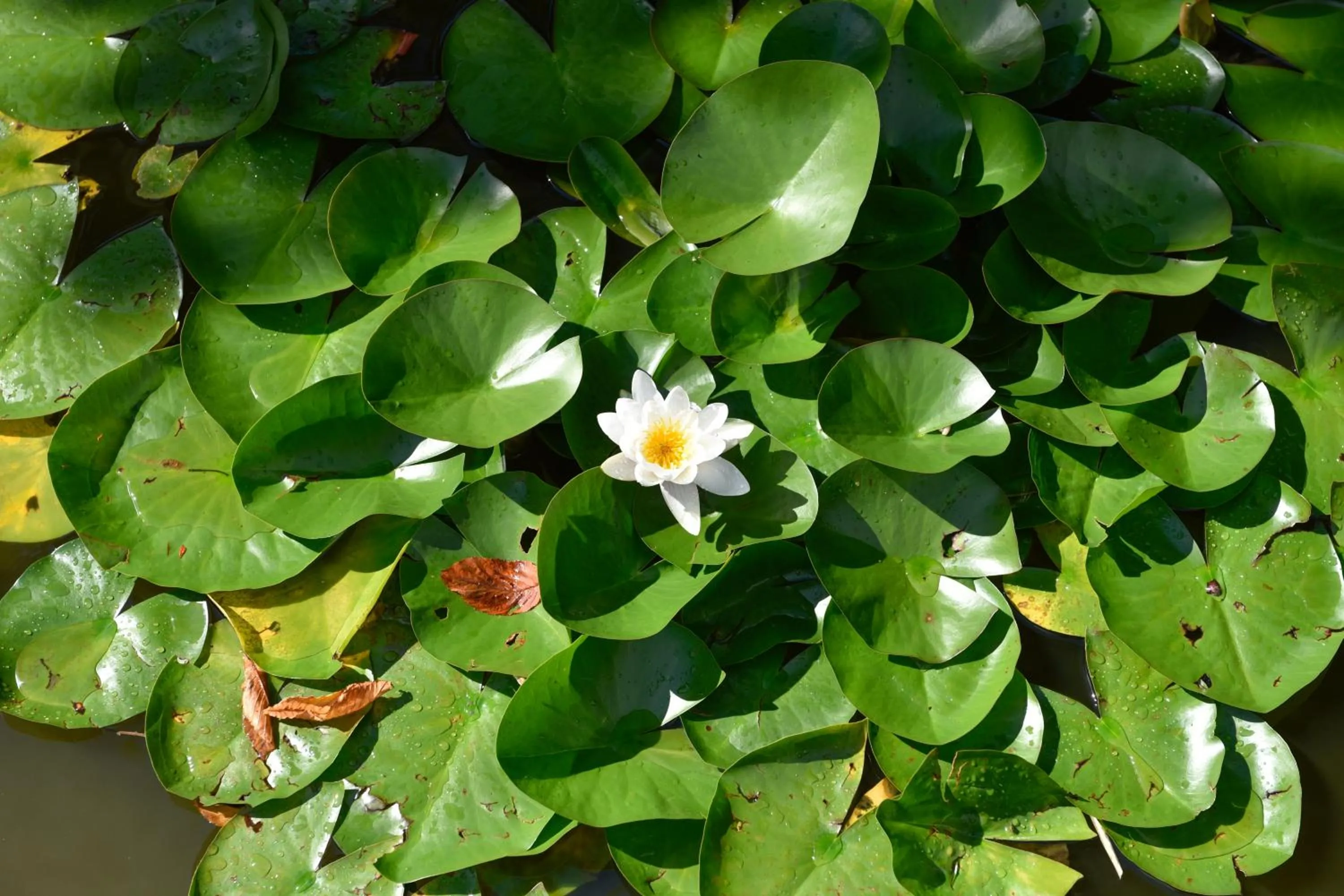 Garden in Landhaus Alpinia