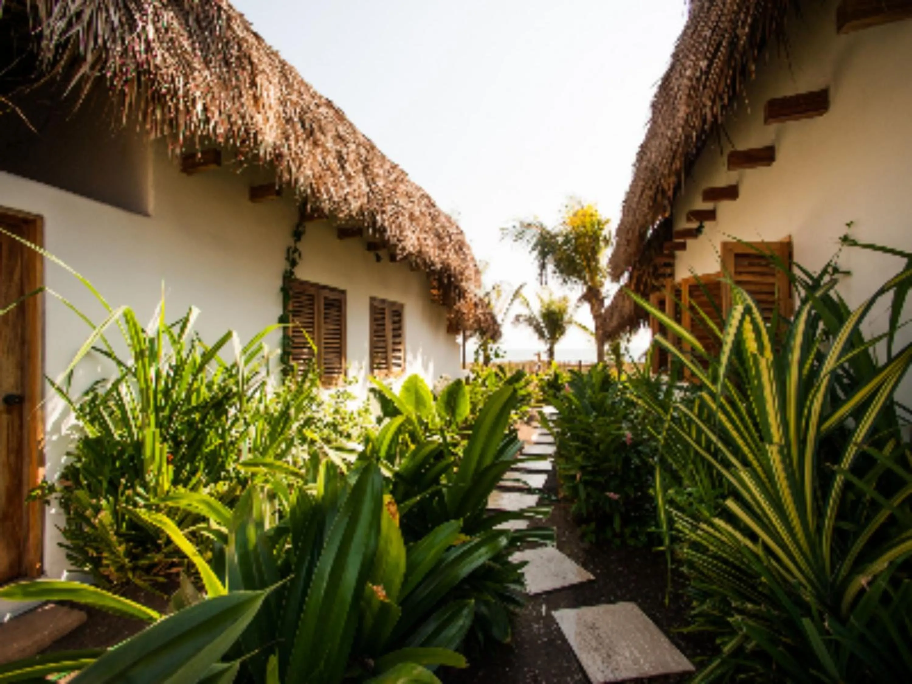 Garden in Paredon Surf House