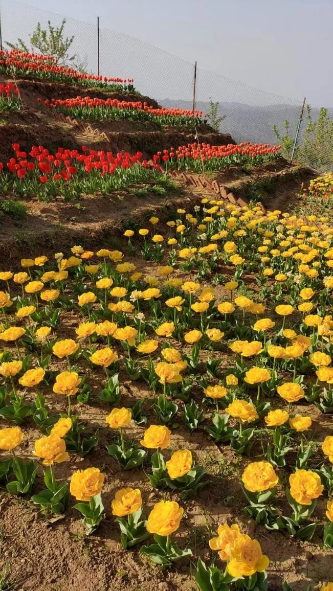 Garden in The Ranikhet Continental