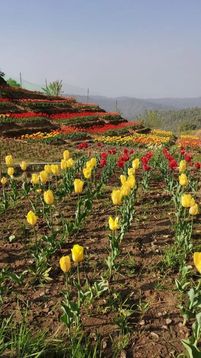 Natural landscape in The Ranikhet Continental