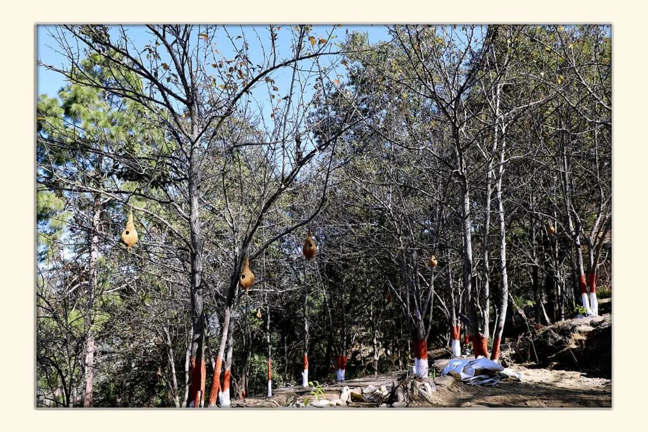 Natural landscape in The Ranikhet Continental