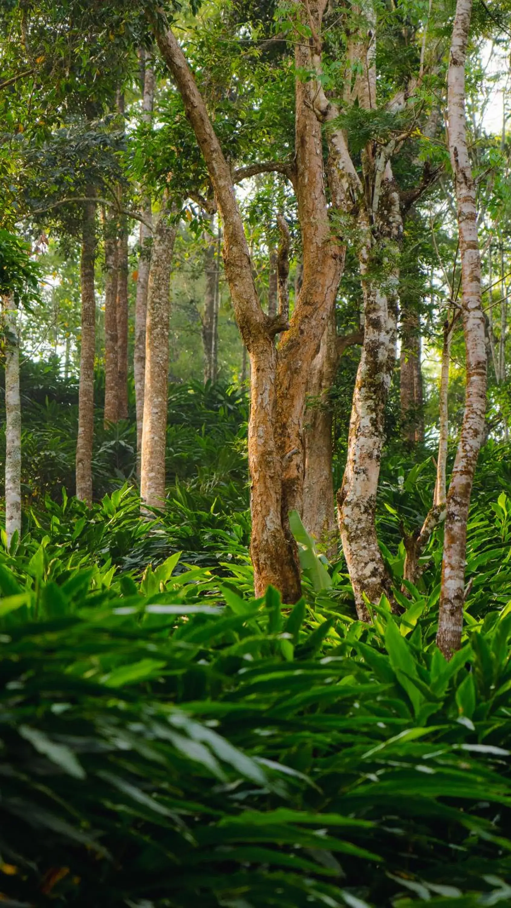 View (from property/room) in Southern Panorama Indriya Resorts & Spa View (from property/room) in Southern Panorama Indriya Resorts & Spa