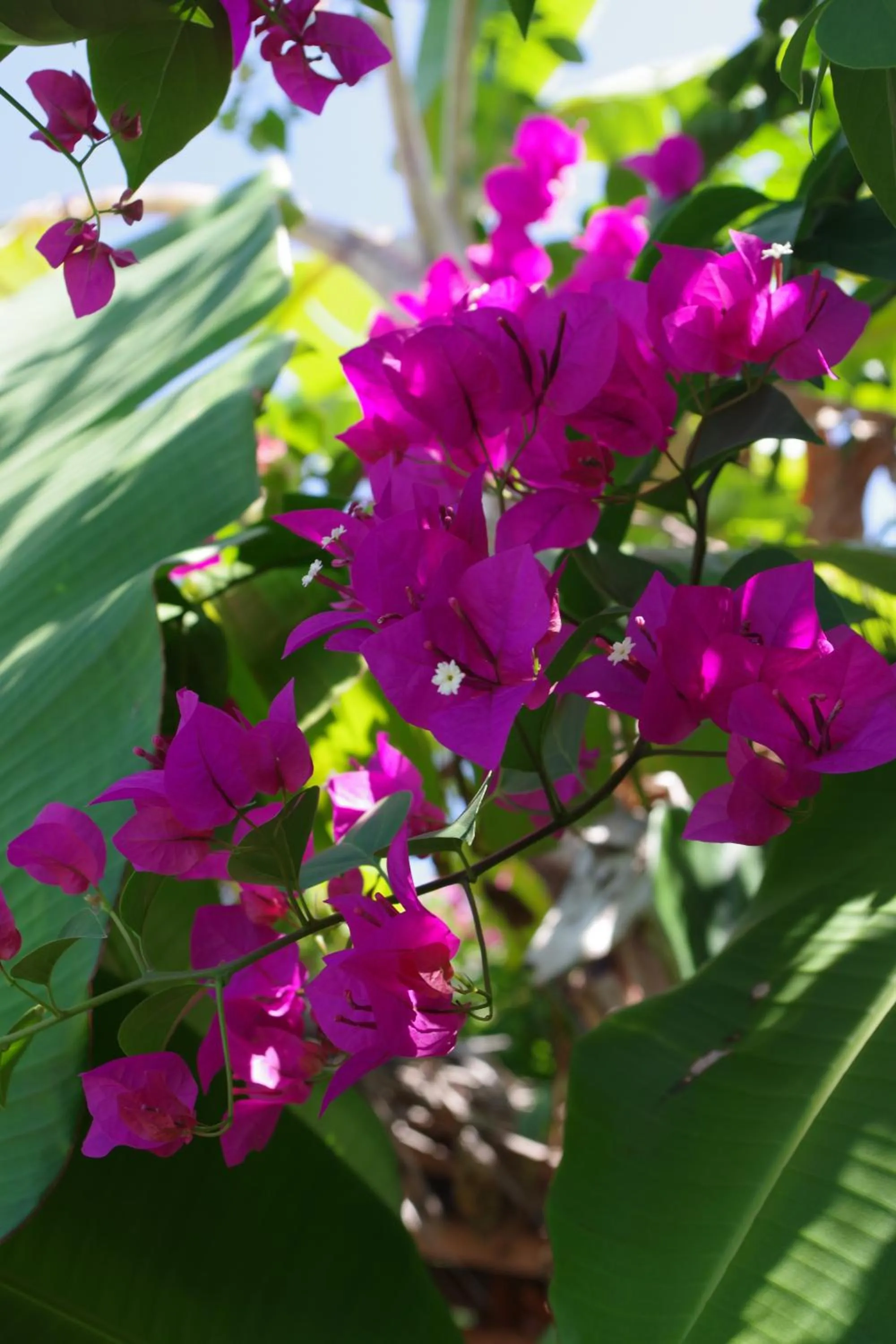 Garden in Mikoko Beach & Cottages