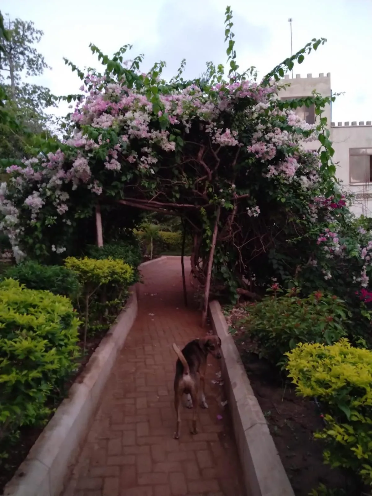 Garden in Mikoko Beach & Cottages