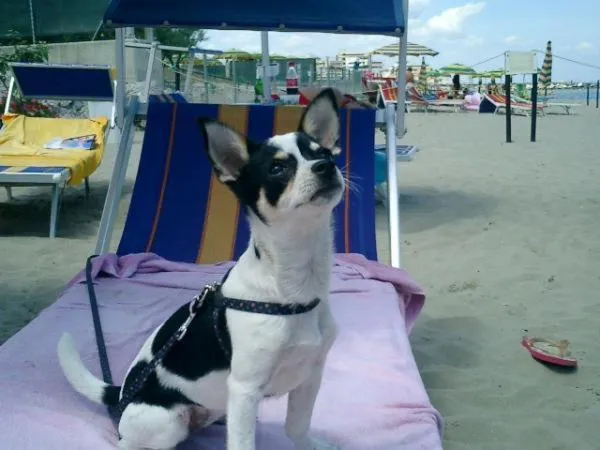 Beach in HOTEL CONTI