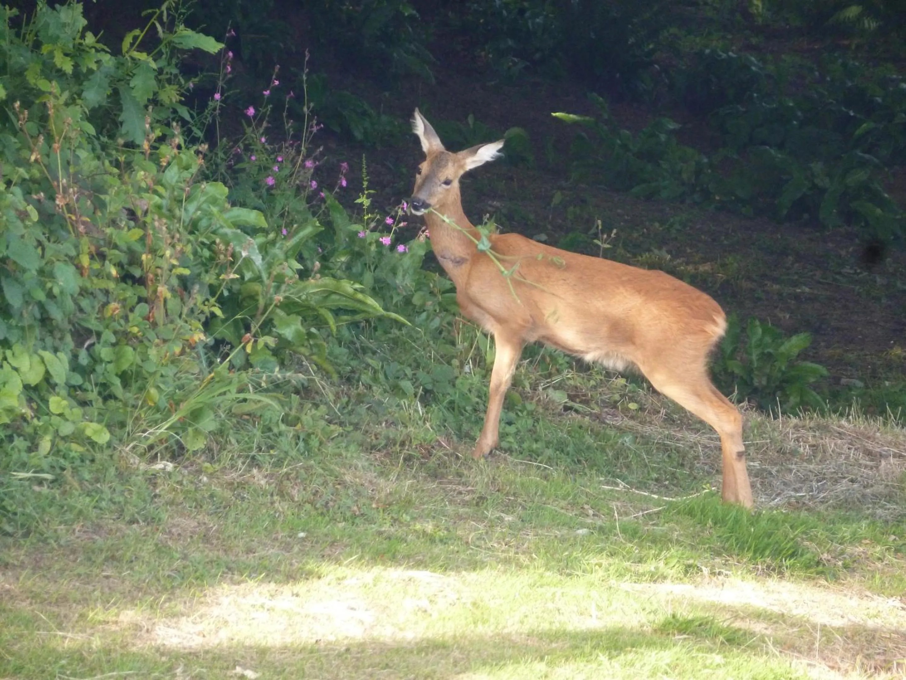 Natural landscape in The Liscawn