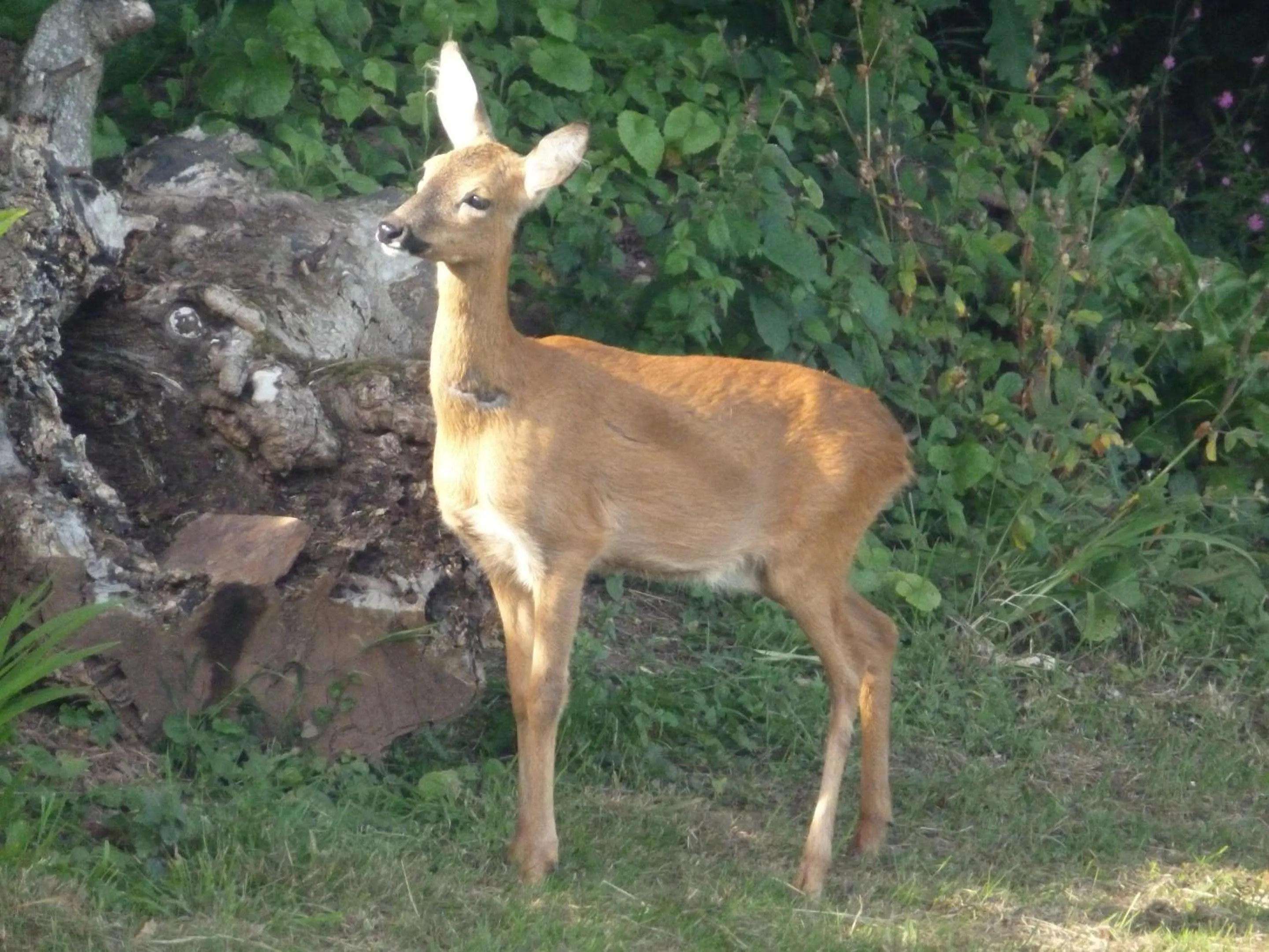 Natural landscape in The Liscawn