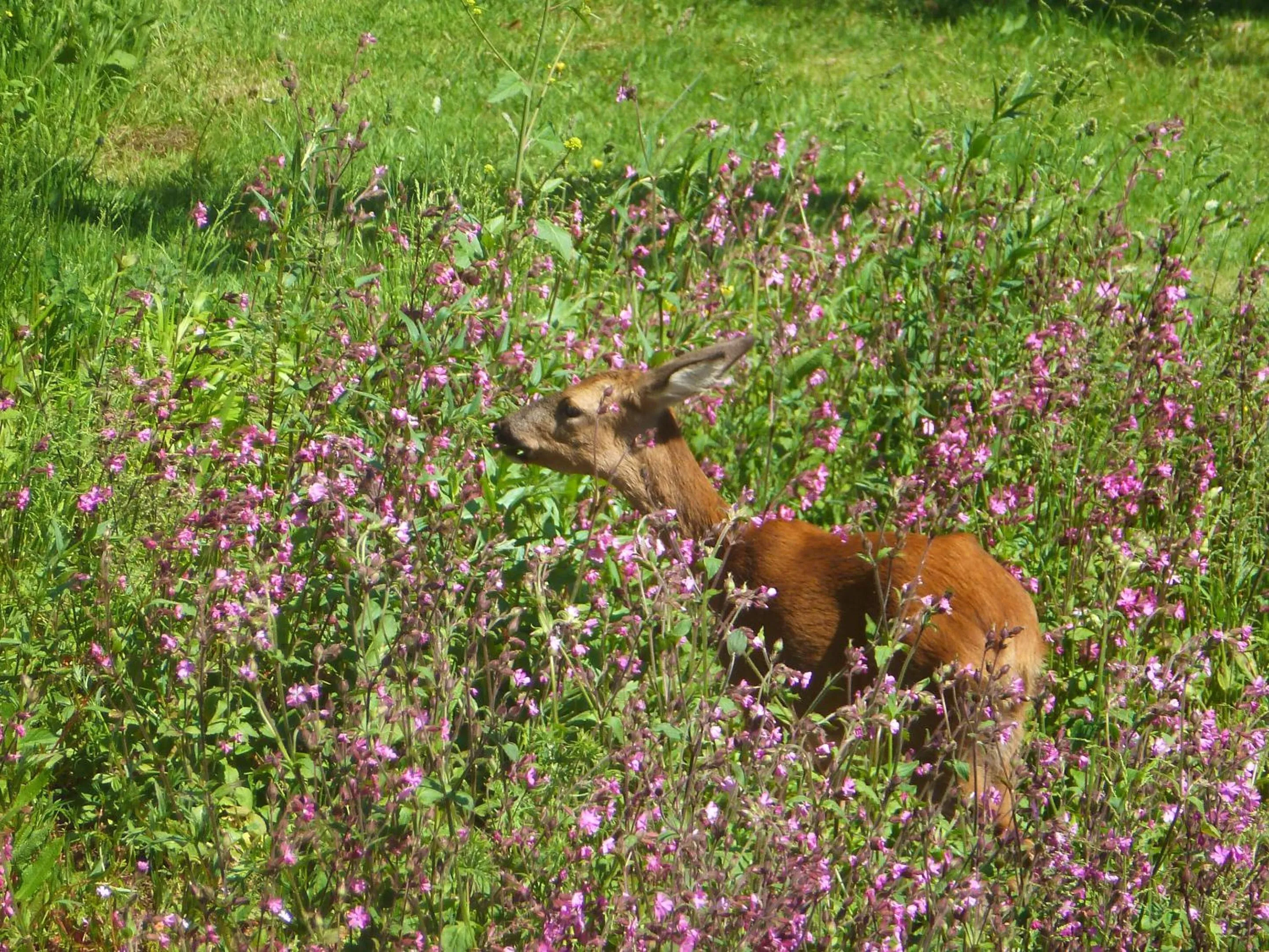 Natural landscape in The Liscawn