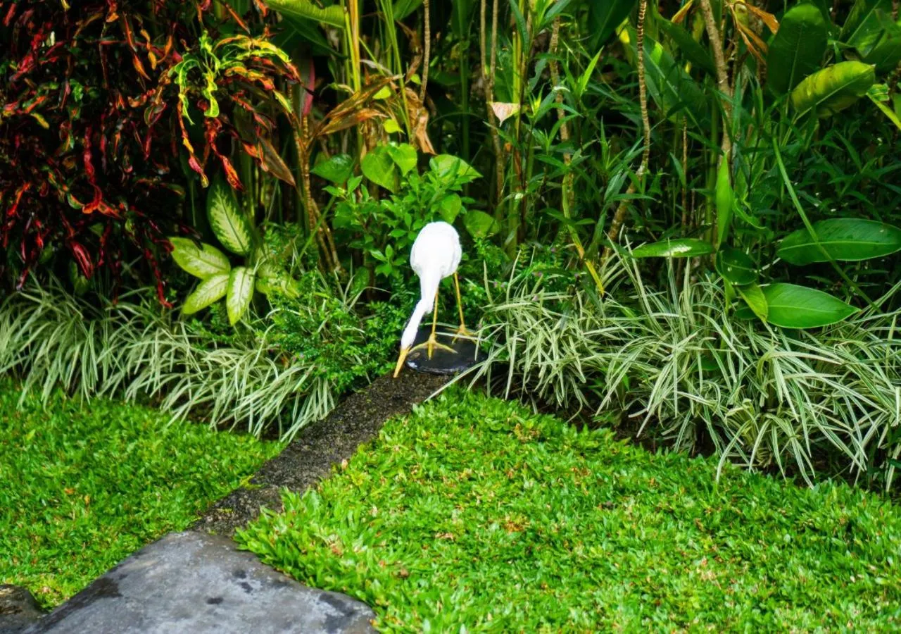 Day in Green Coconut Cottage