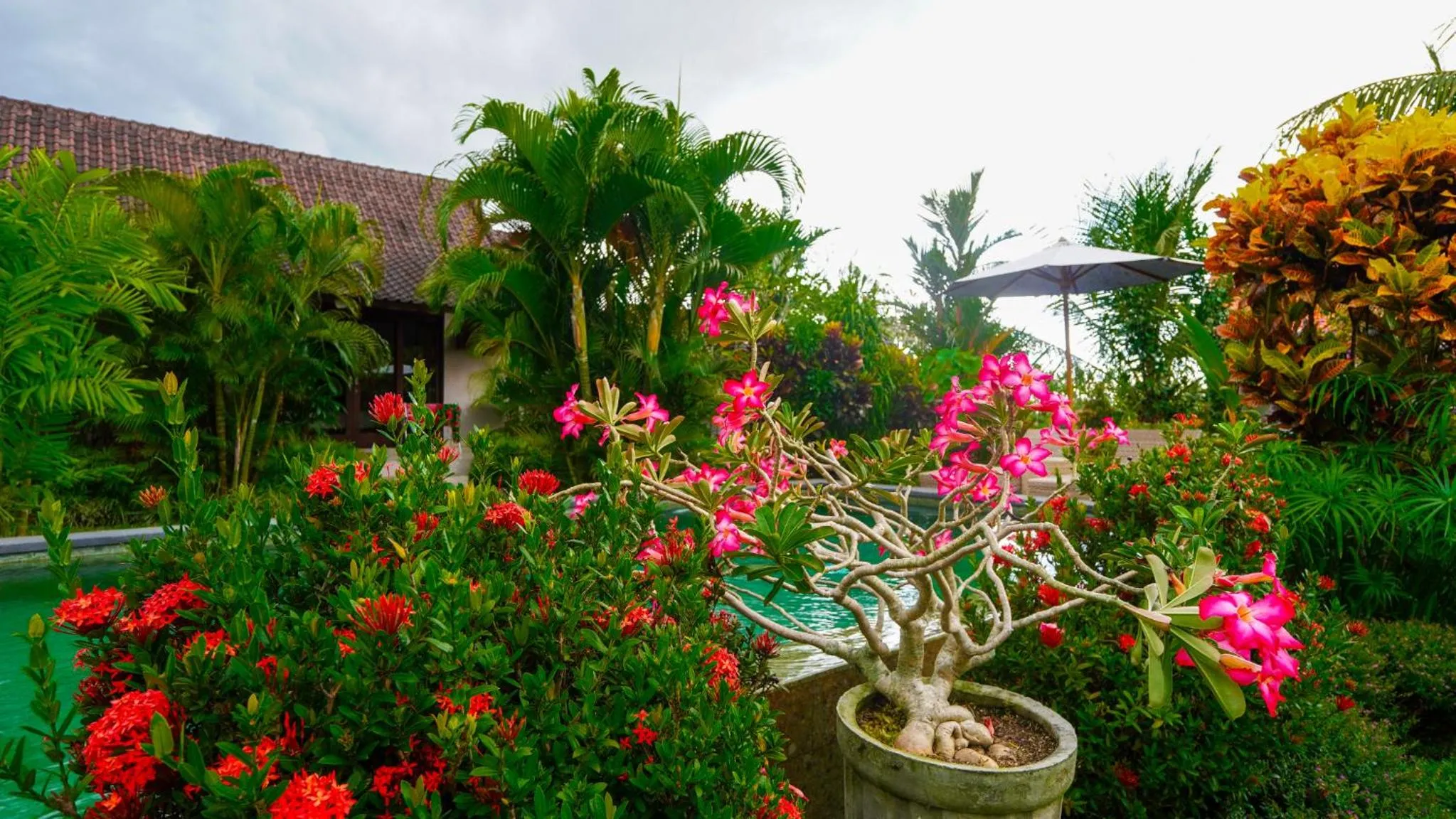 Garden view in Green Coconut Cottage