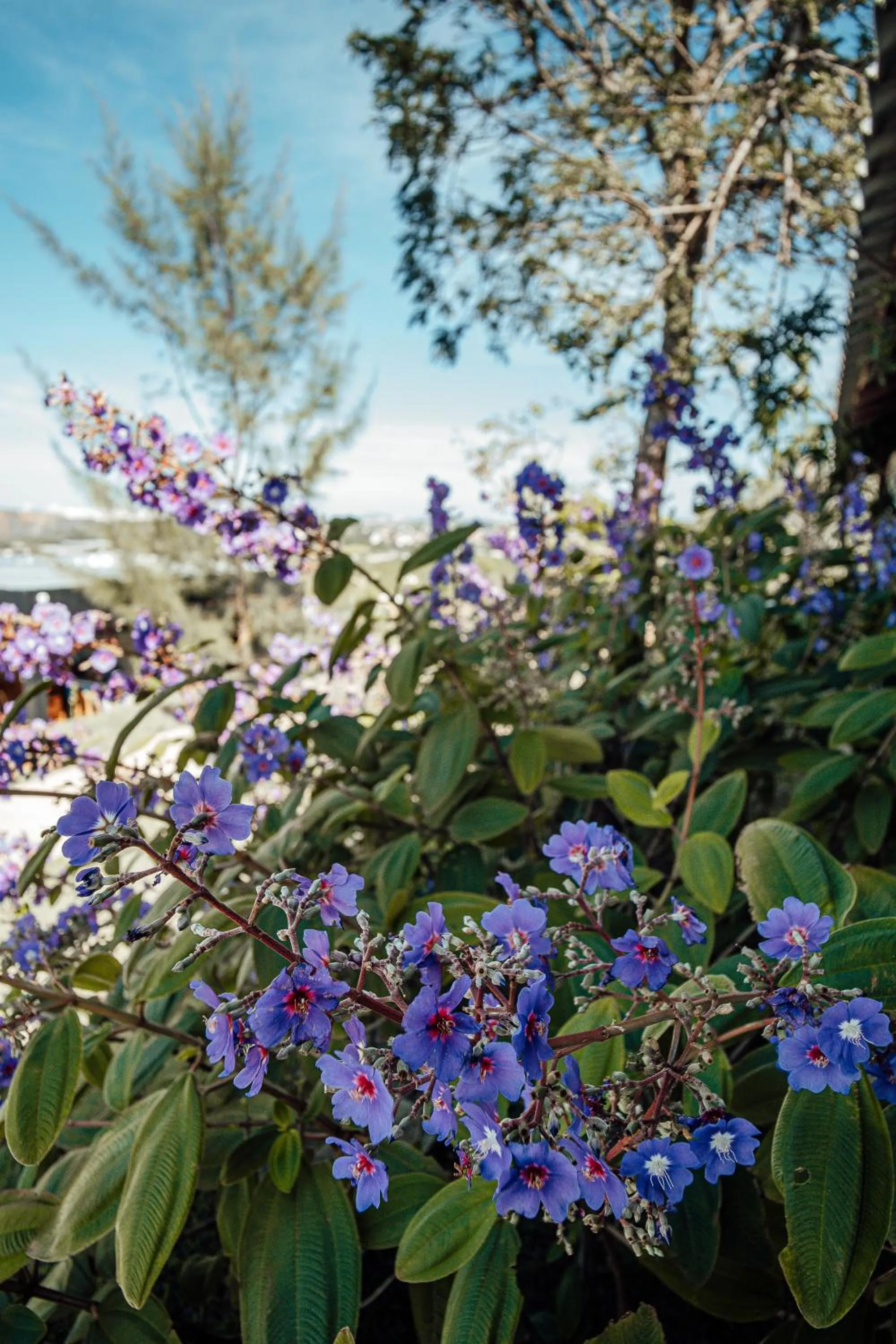 Garden in Pousada Terraço Guarapari