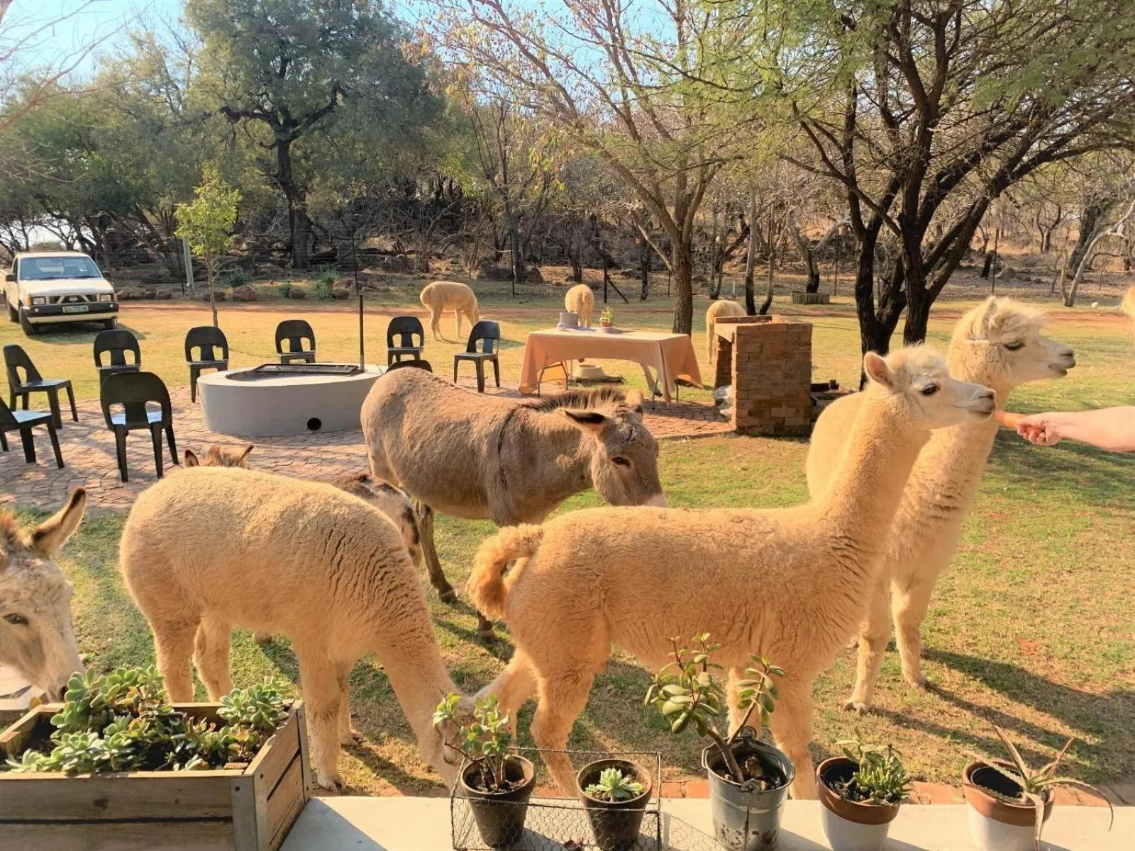Garden in Tula Baba Game Lodge