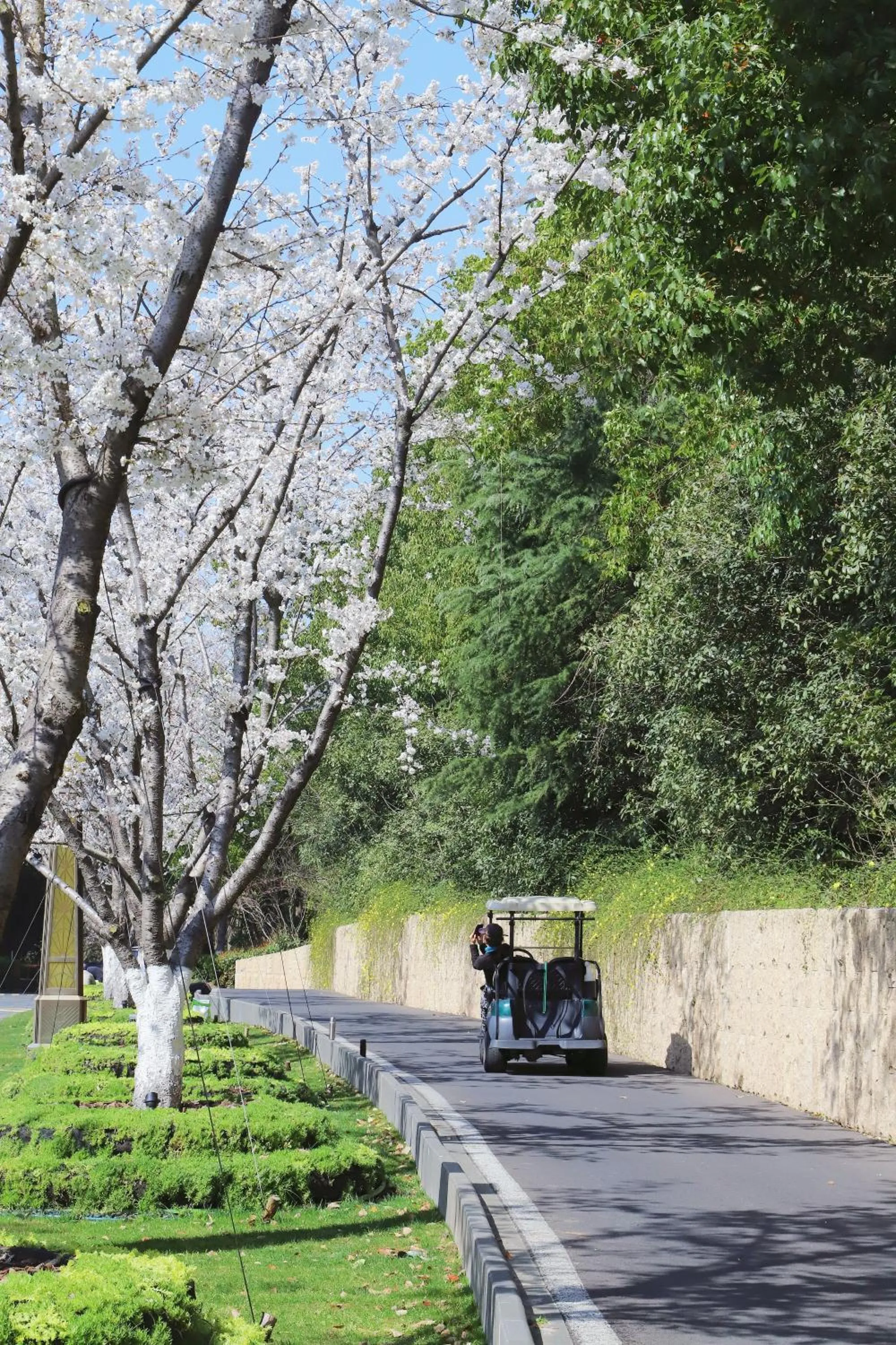Spring in Suning Zhongshan Golf Resort