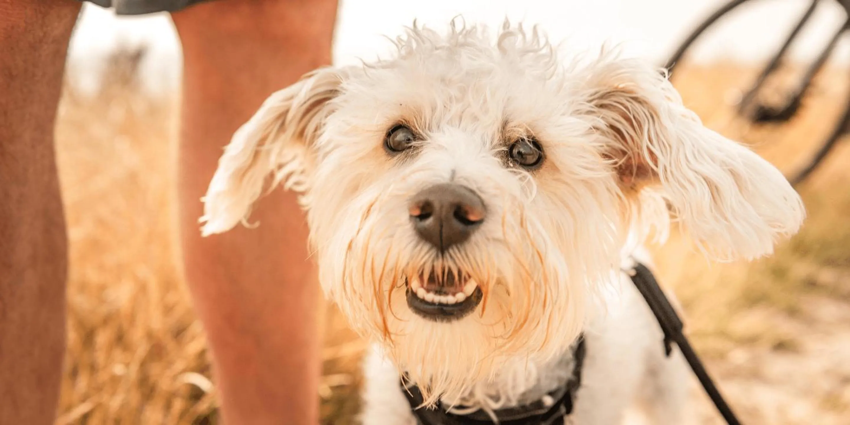 Beach in Ostseehotel Midgard in Damp