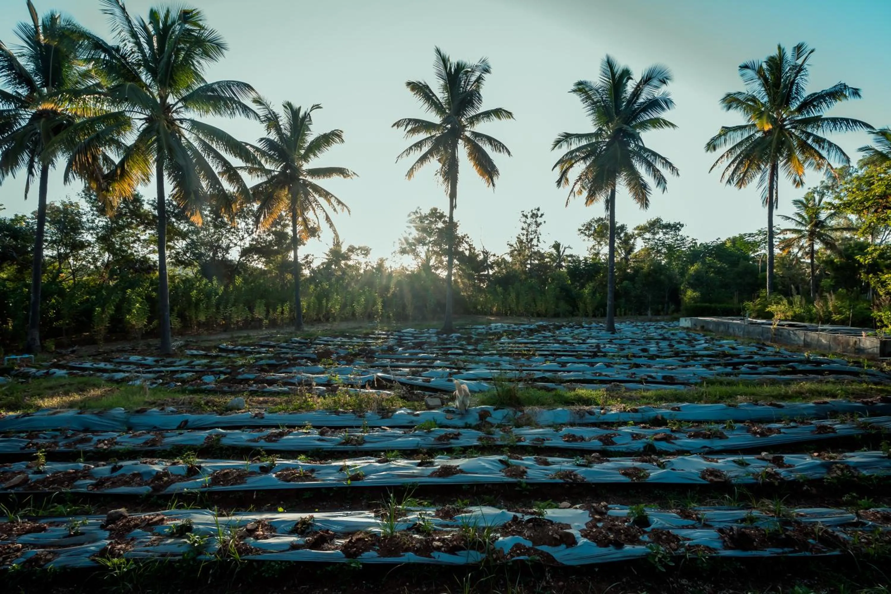 Natural landscape in Commune18 Resort Chikmagalur