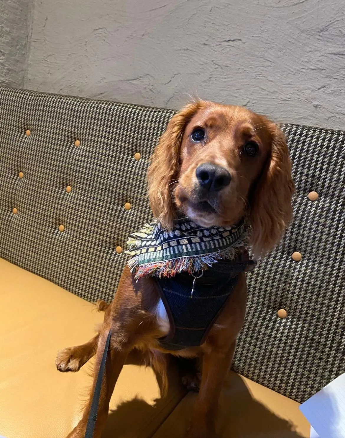 Pets in The Tal-Y-Cafn Hotel