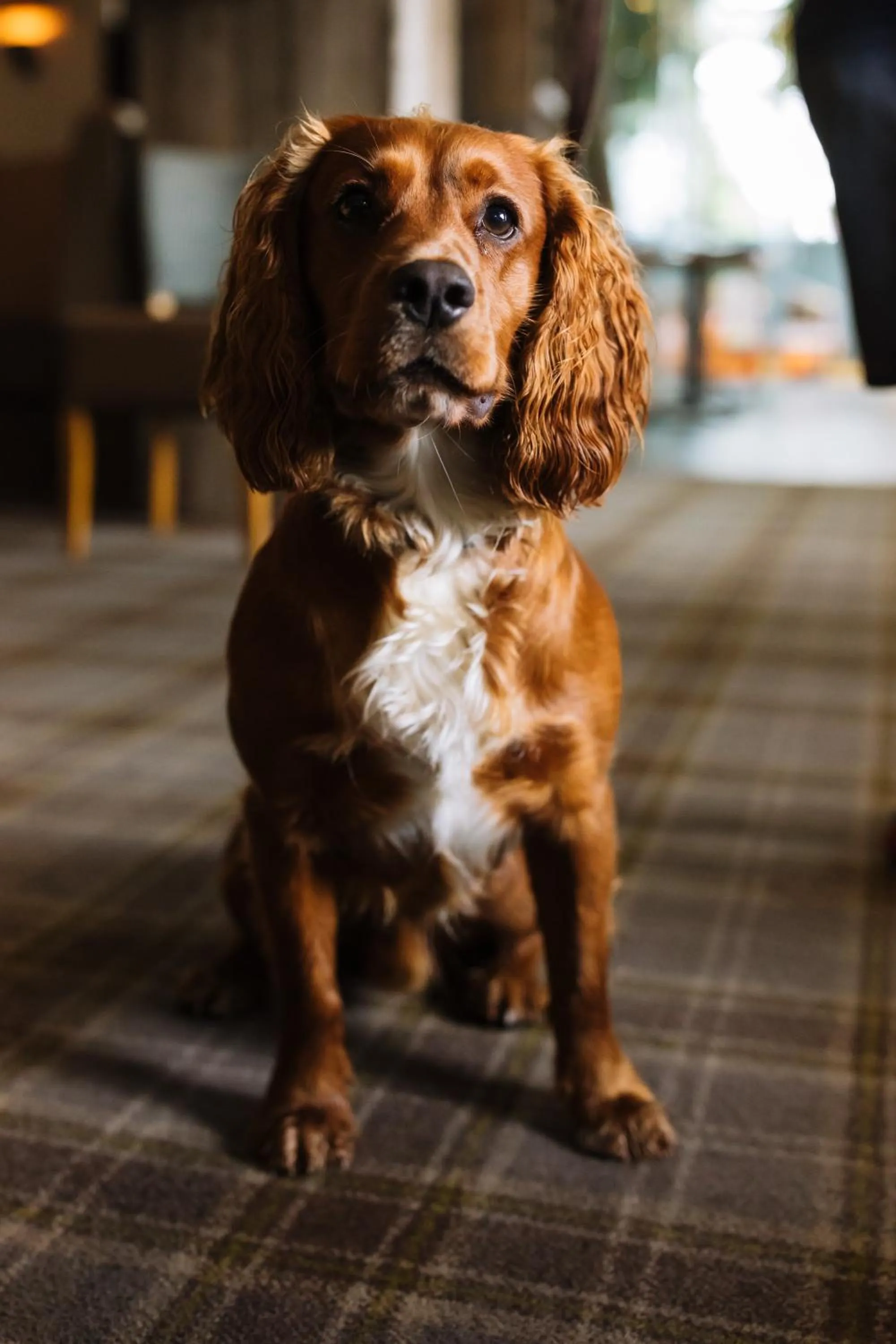 Pets in The Tal-Y-Cafn Hotel