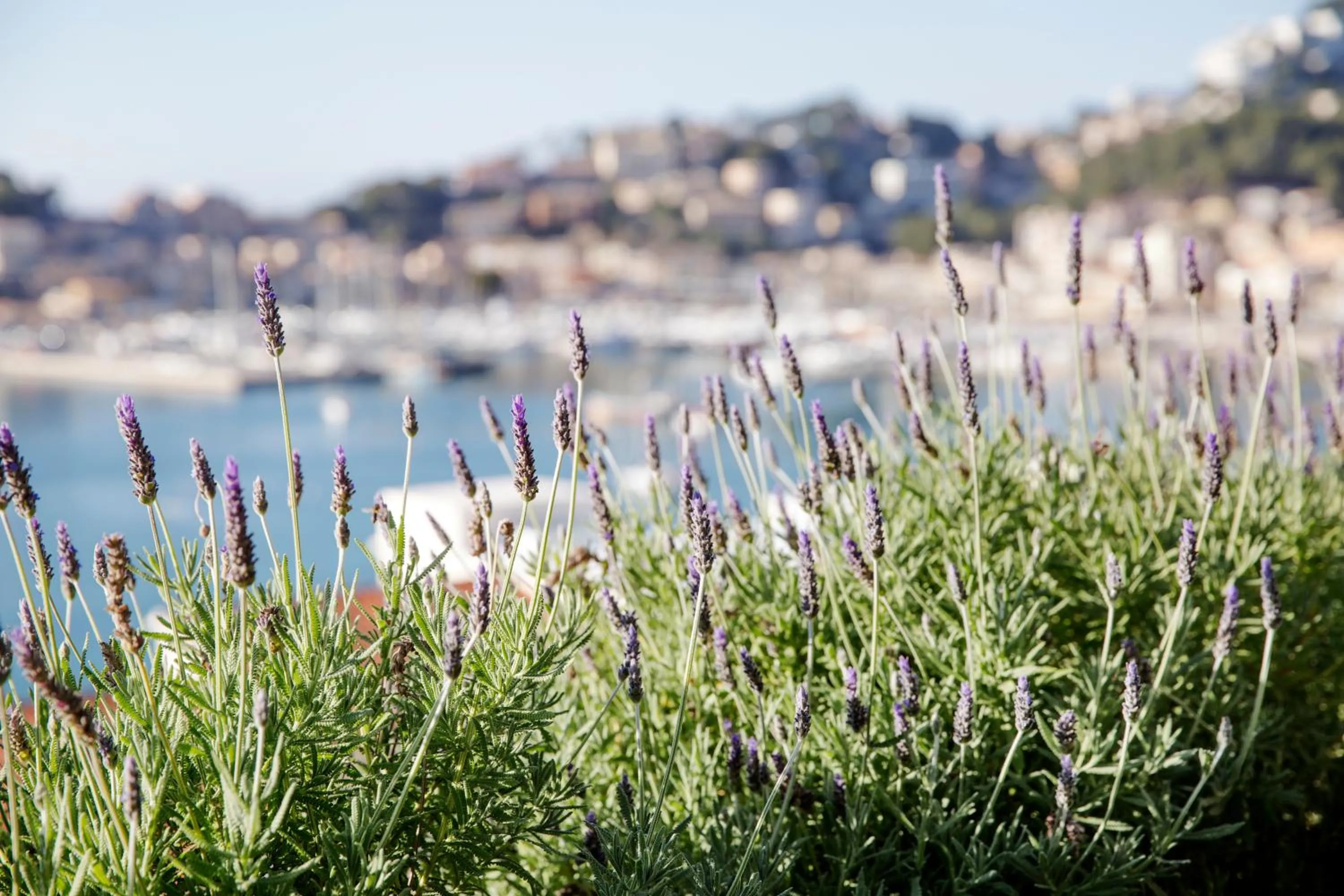 Garden in Hotel Esplendido