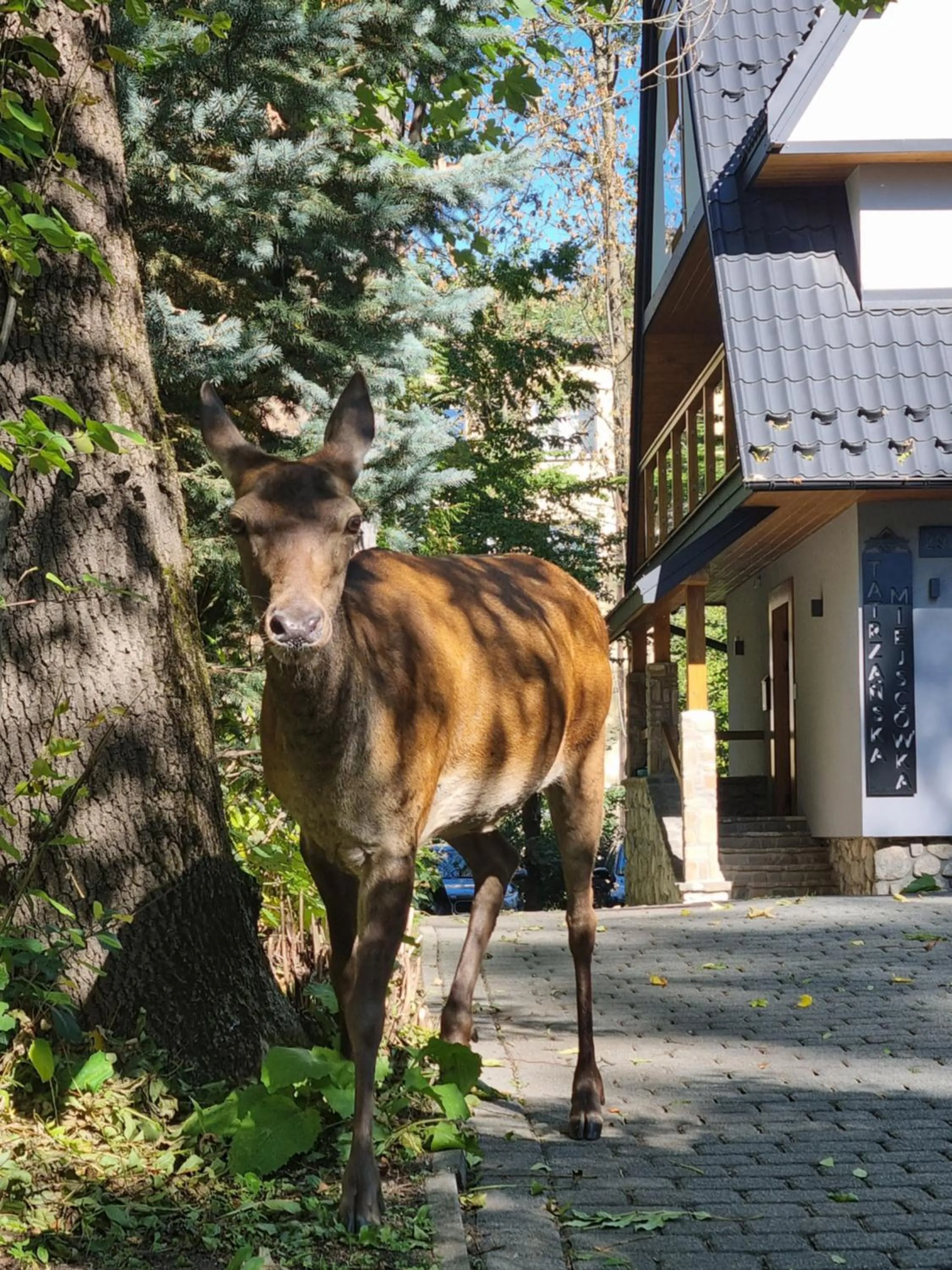 Property building in Tatrzańska Miejscówka - Apartamenty Centrum