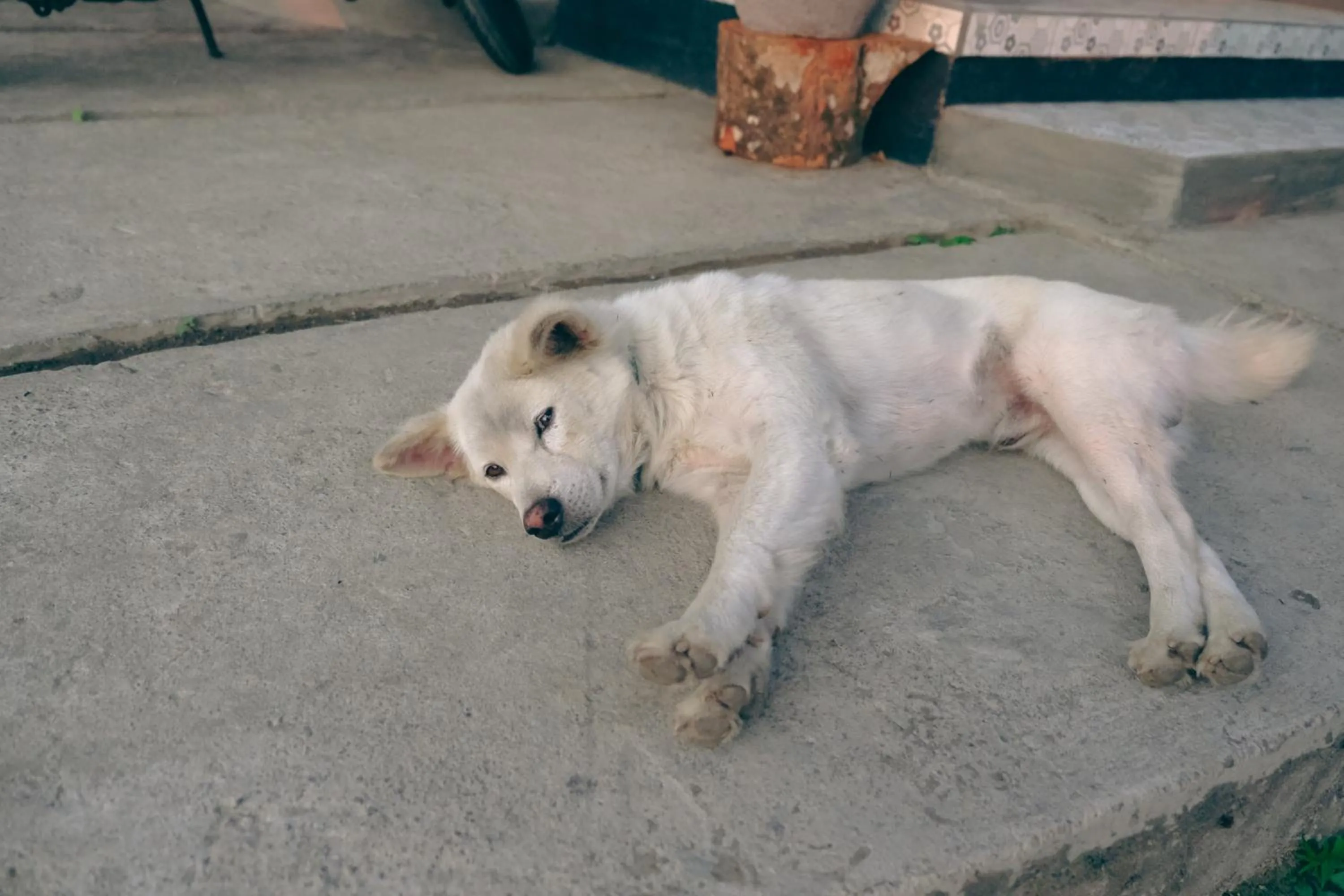 Pets in Moondock Luxury Camp