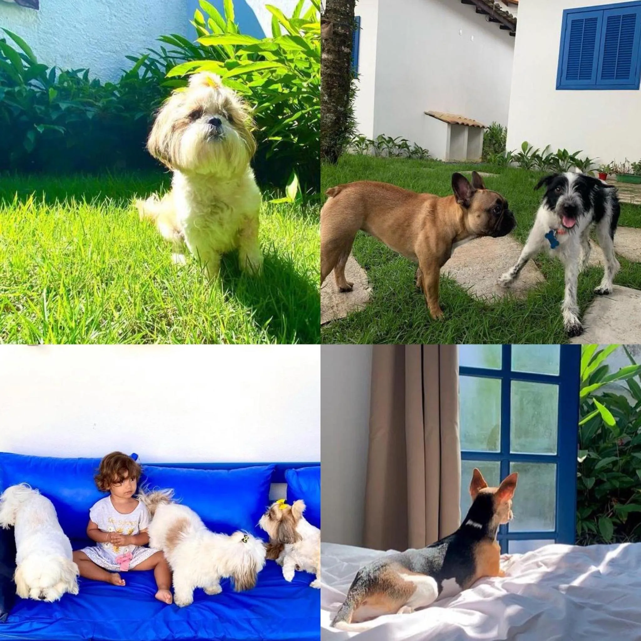 Suítes Curta Paraty, Família e PETs