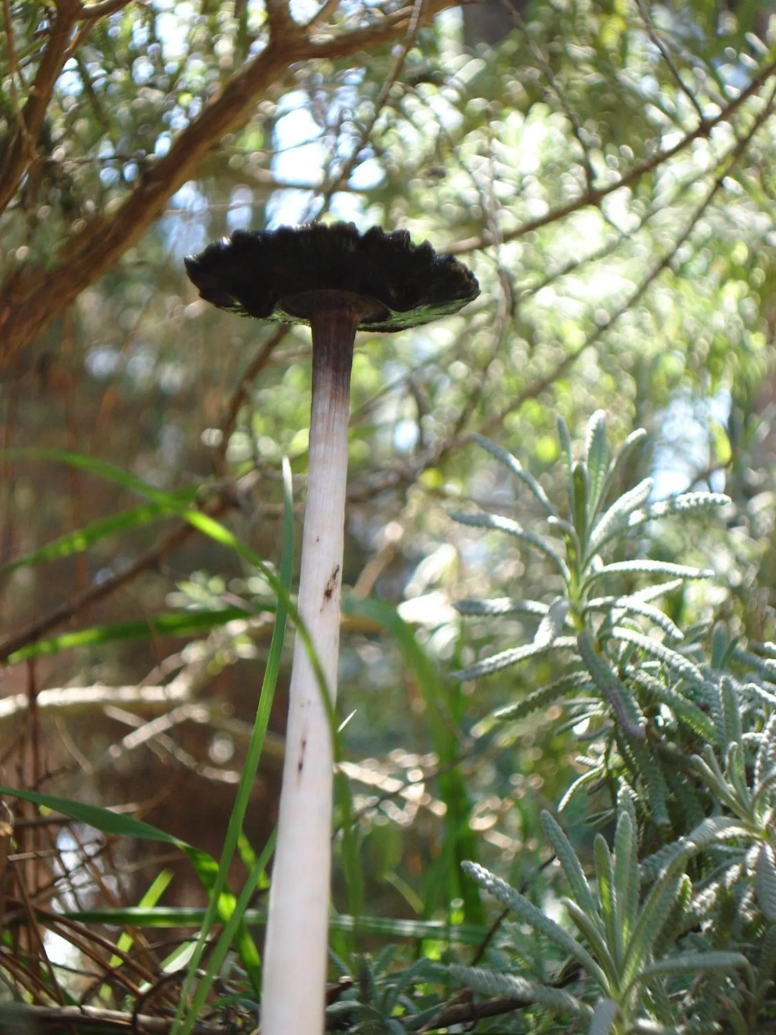 Garden in Rincón de los Vientos