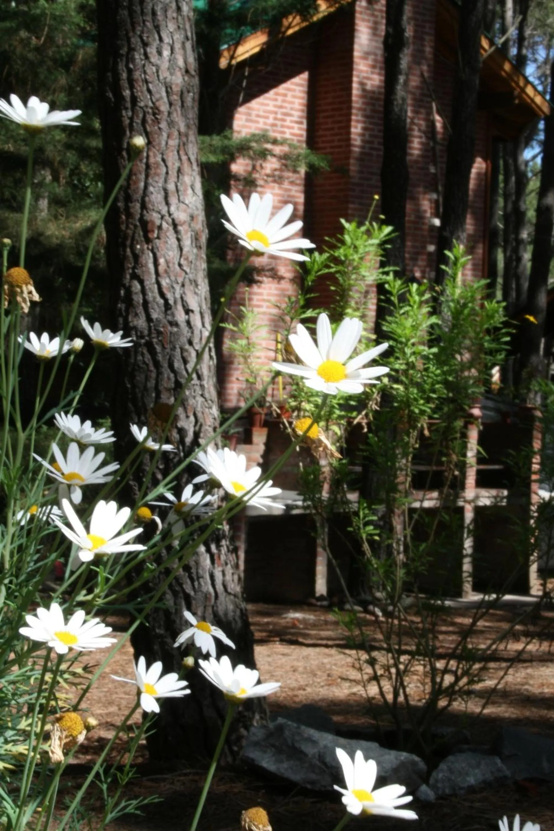 Patio in Rincón de los Vientos