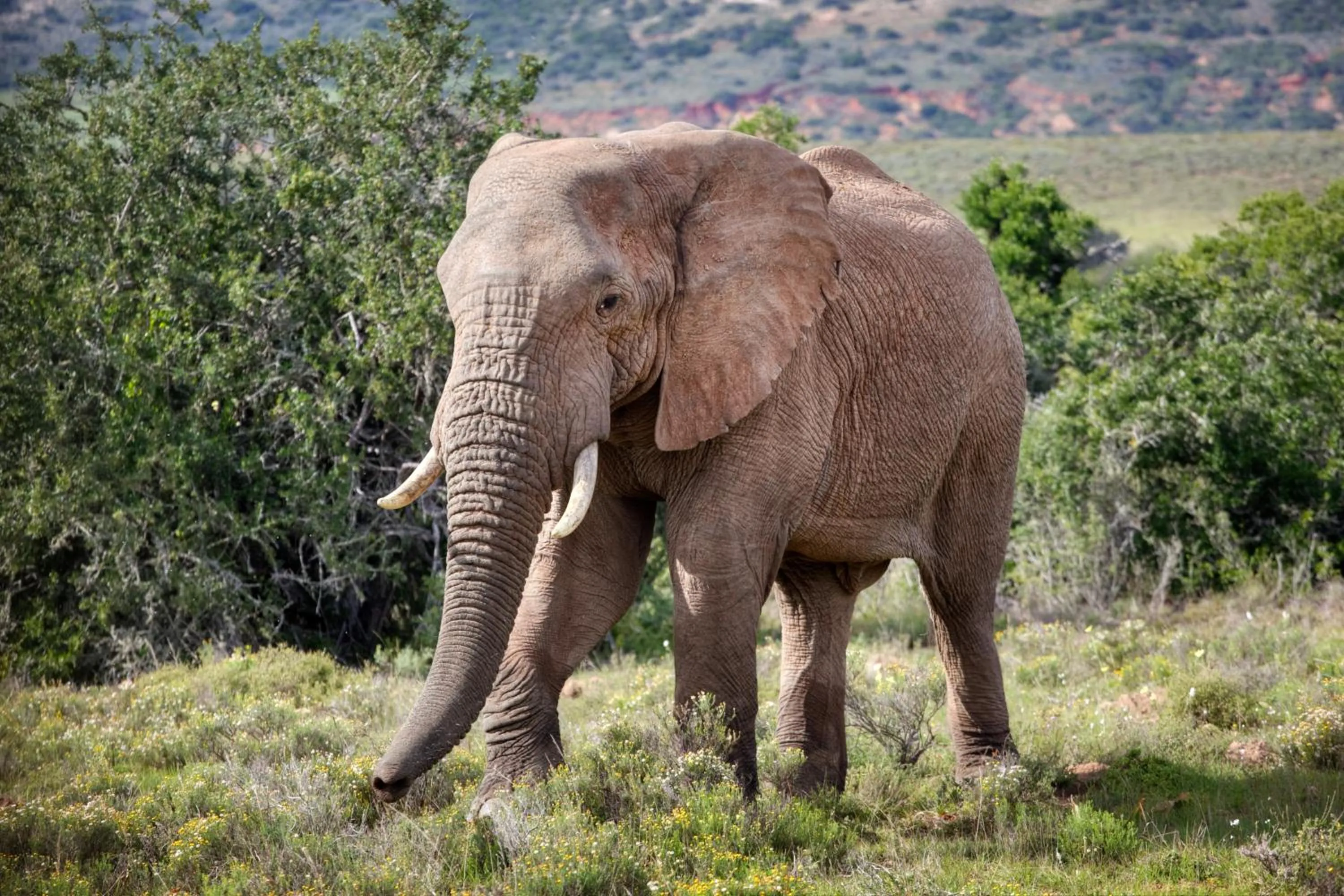 Activities in Bush Lodge – Amakhala Game Reserve