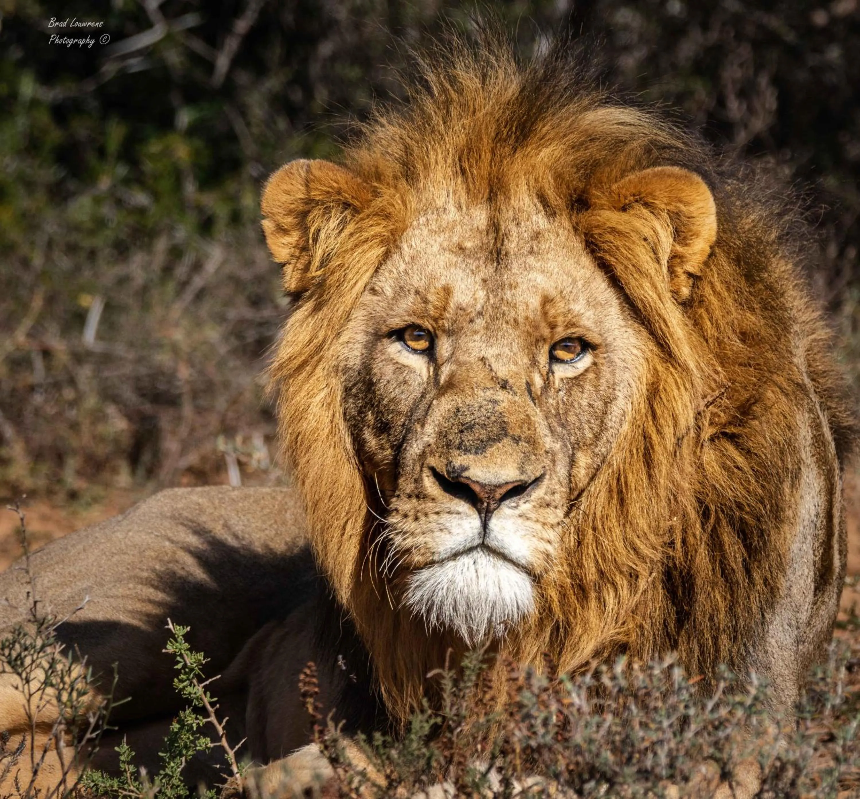 Animals in Woodbury Tented Camp – Amakhala Game Reserve