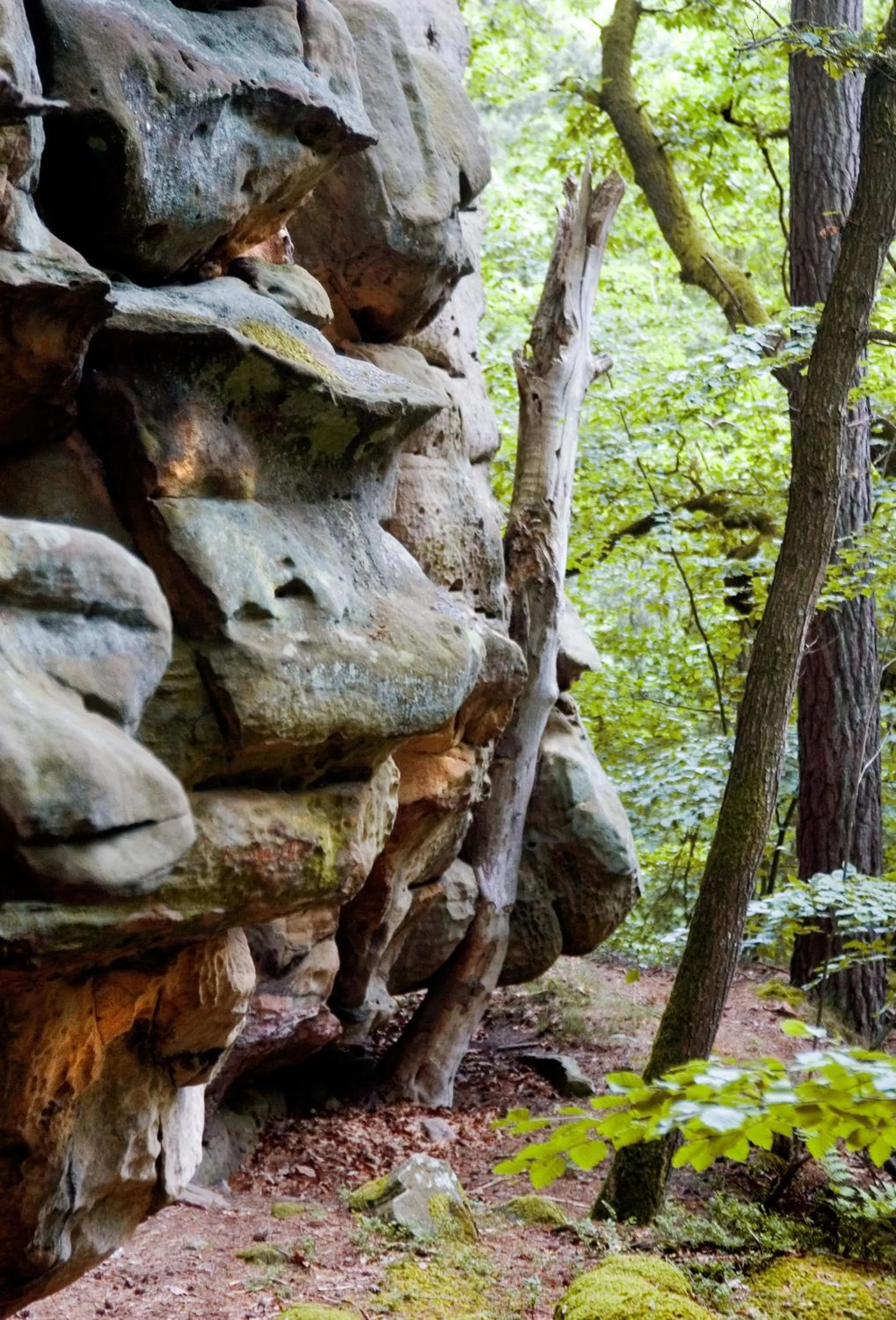 Natural landscape in Hotel Hauer