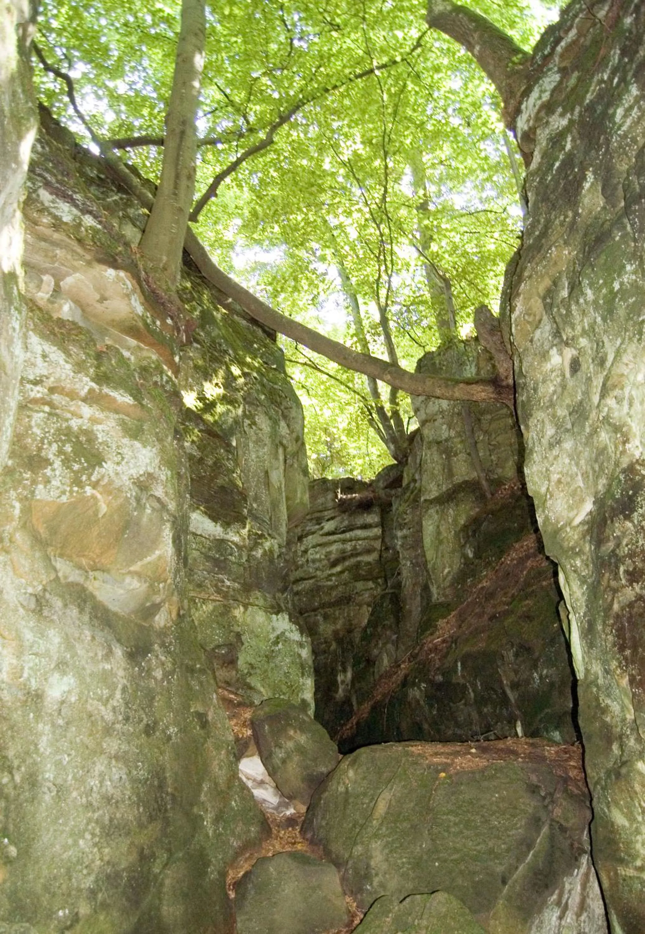 Natural landscape in Hotel Hauer