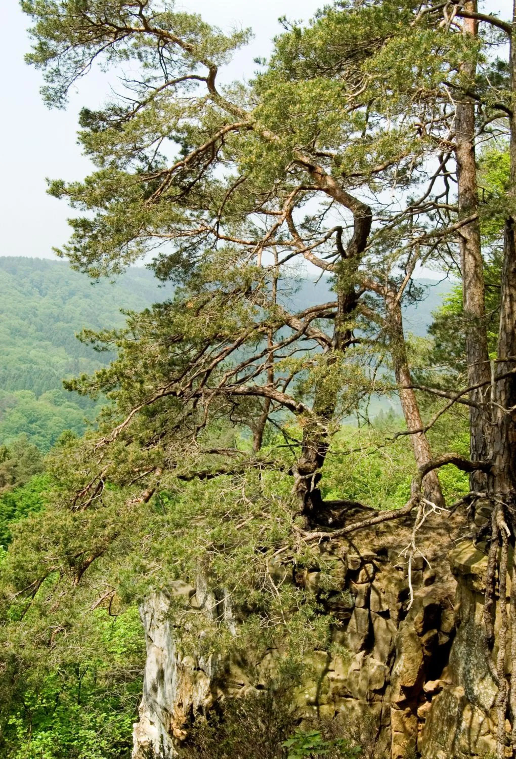 Natural landscape in Hotel Hauer