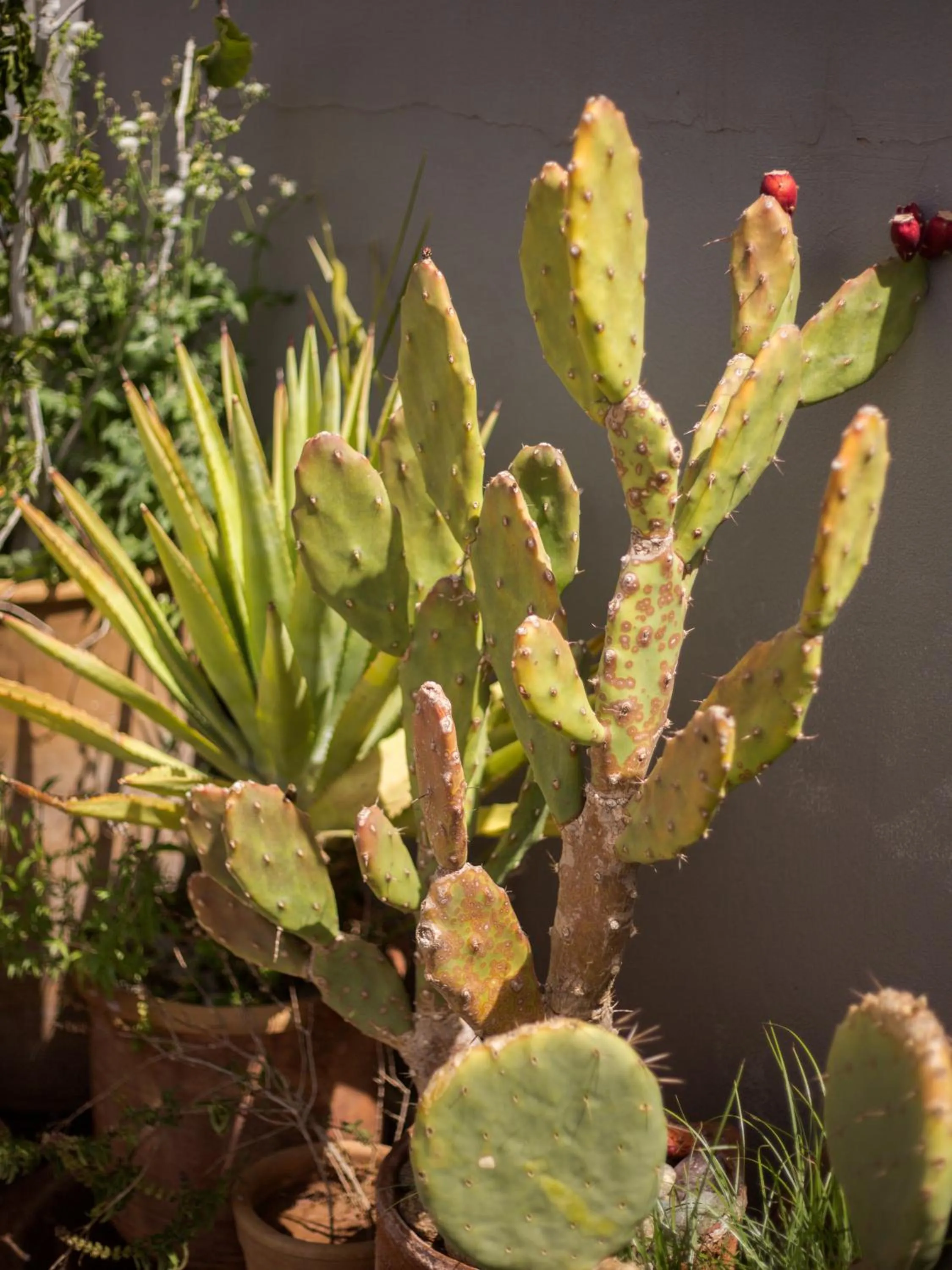 Garden in Riad Le Petit Joyau