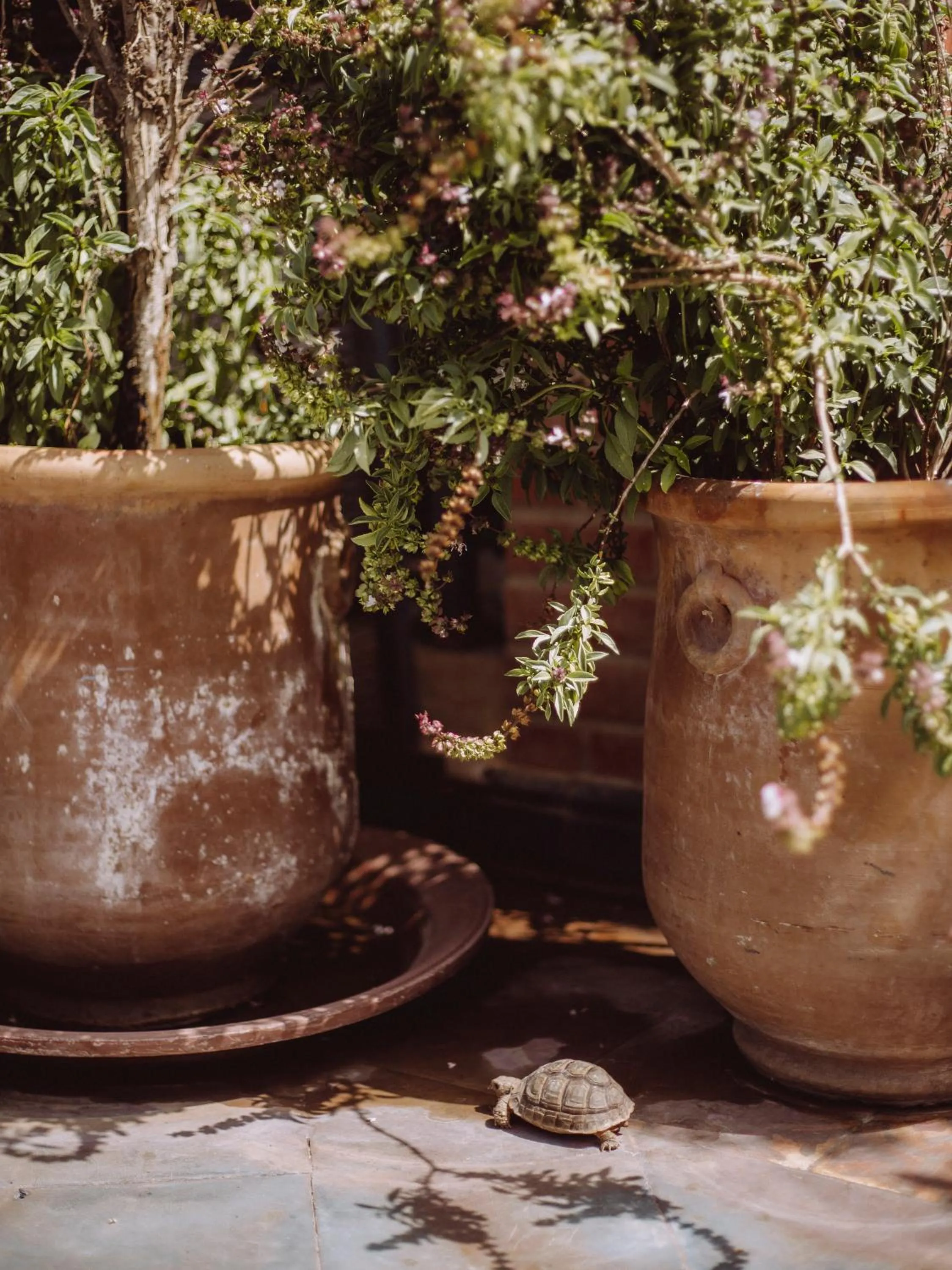 Day in Riad Le Petit Joyau