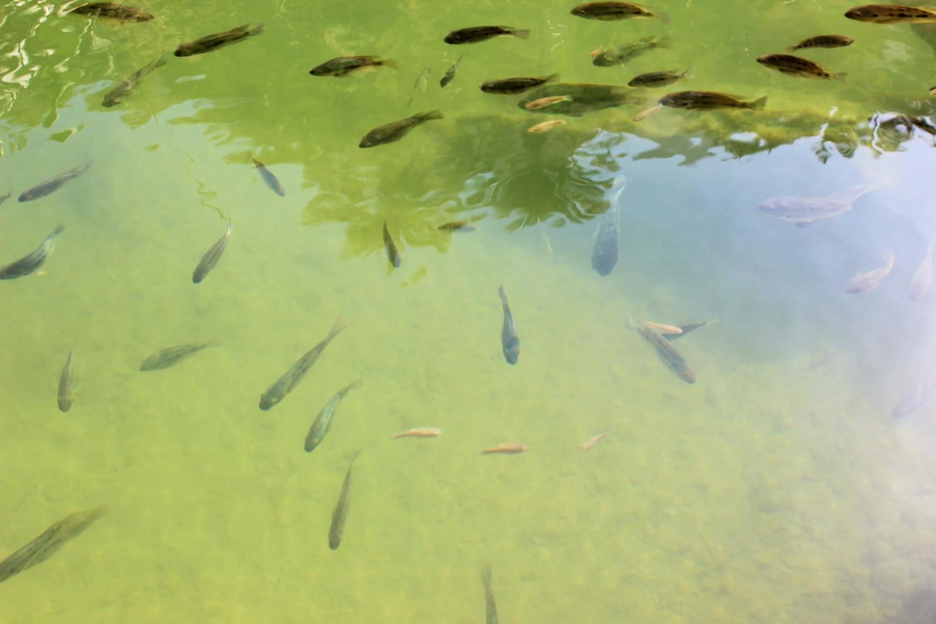 Neighbourhood in Tiwi Sunrise