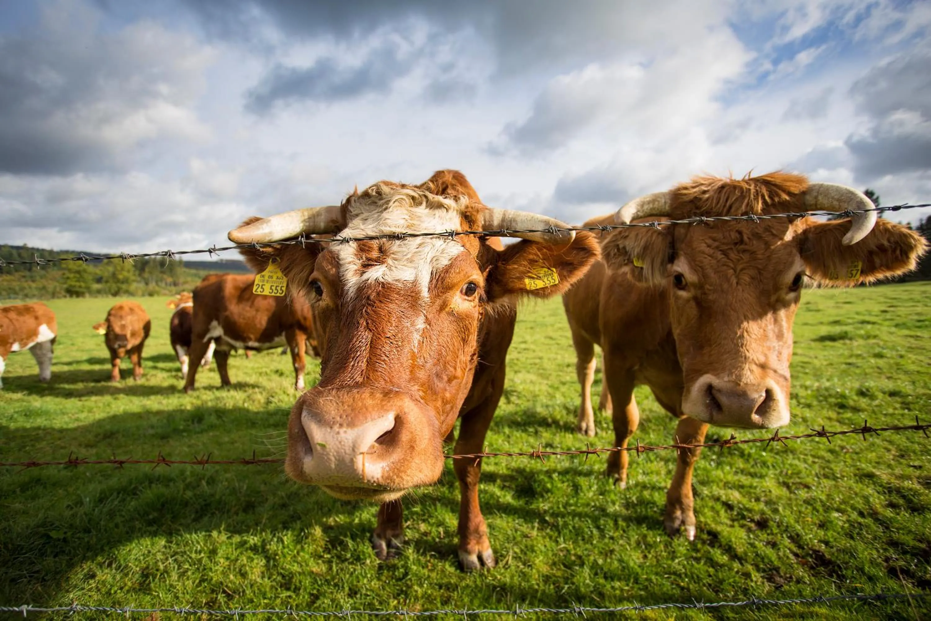 Animals in Hotel Waldhaus Föckinghausen