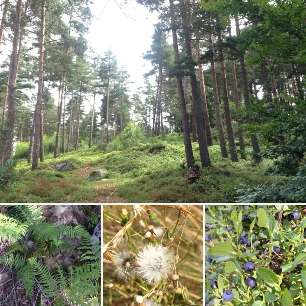 Natural landscape in Les Chalets du Haut-Forez