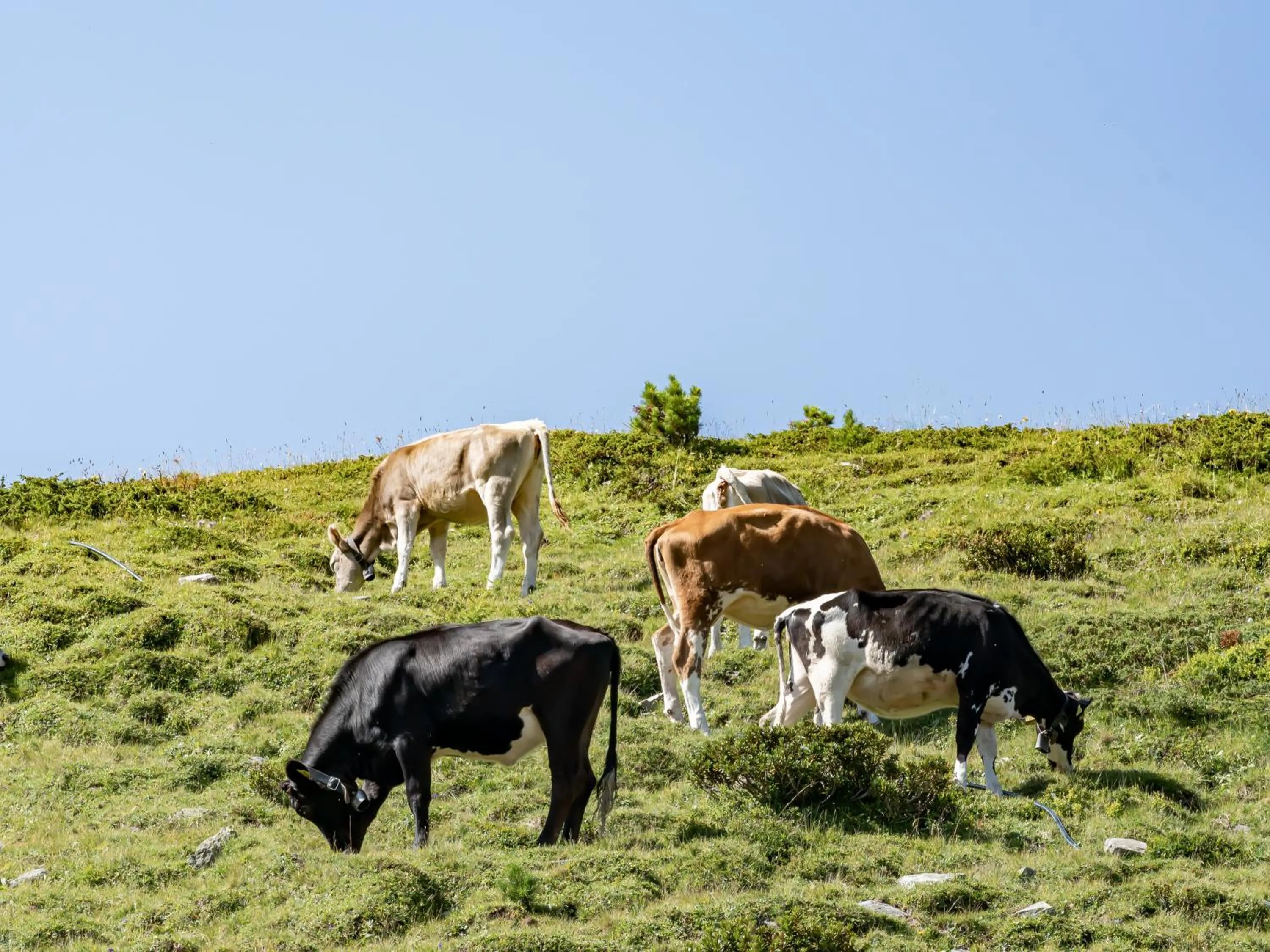 Natural landscape in Hotel Chesa Pool