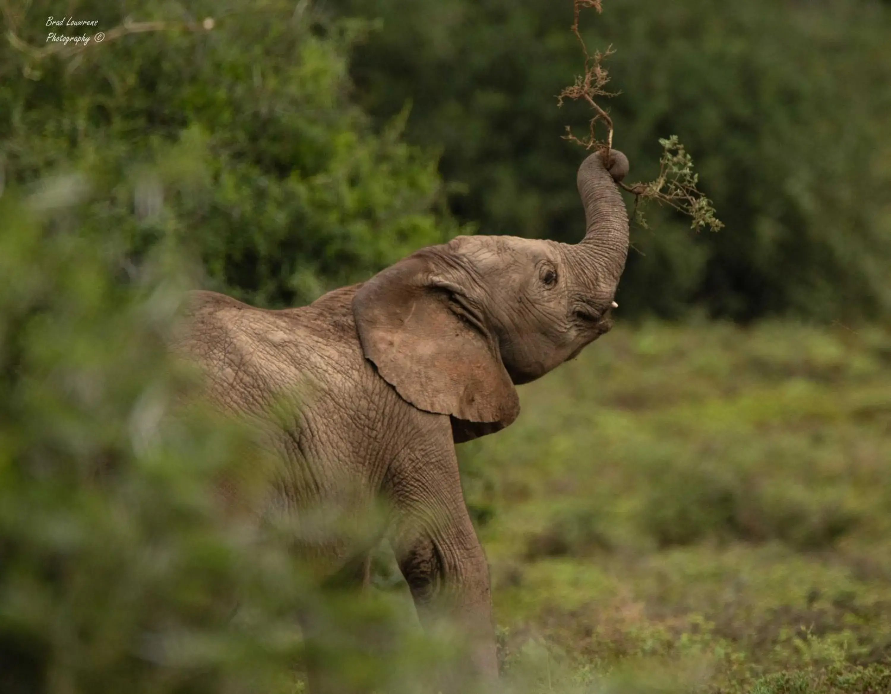 Woodbury Lodge – Amakhala Game Reserve Woodbury Lodge – Amakhala Game Reserve