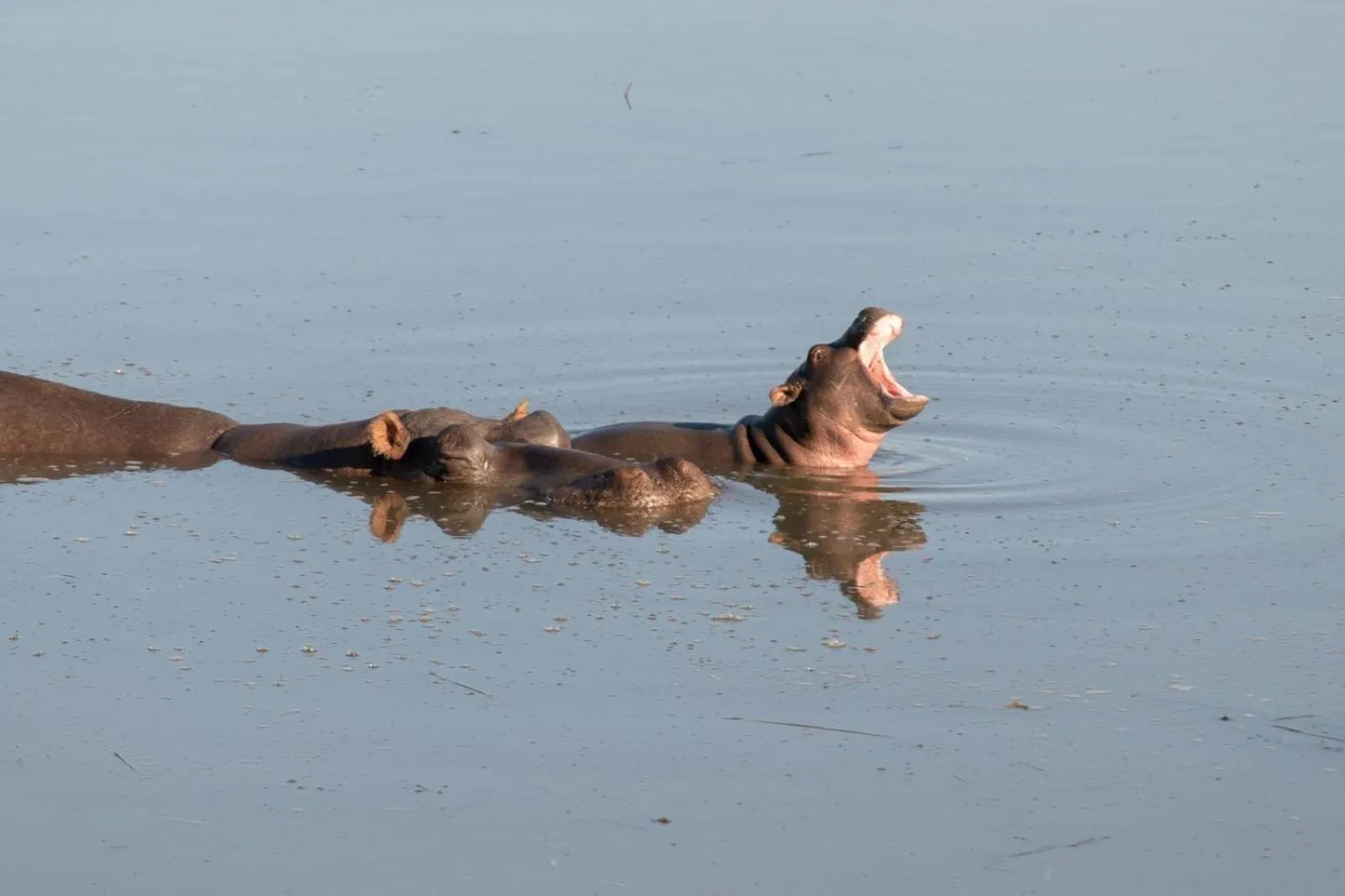 Animals in Safari Lodge - Amakhala Game Reserve