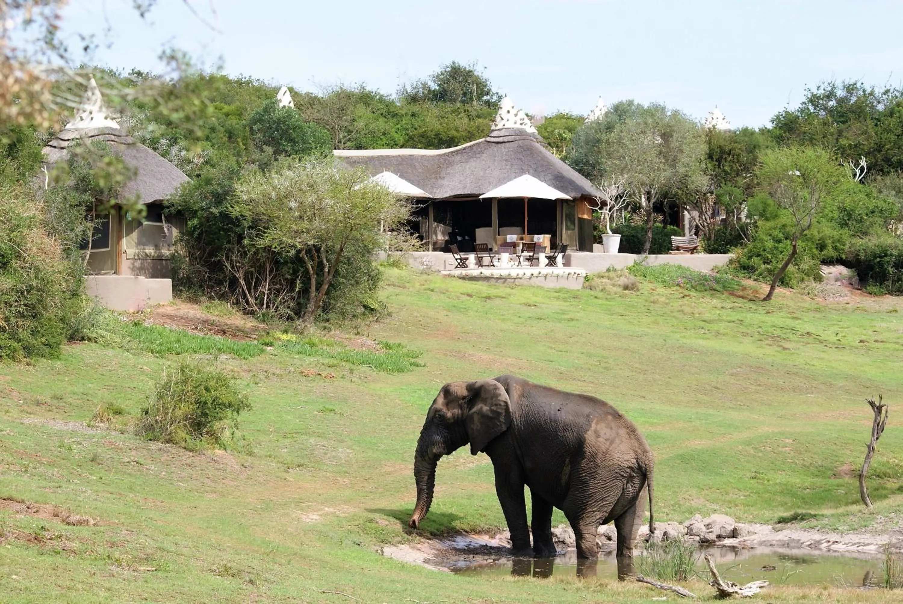 Animals in Safari Lodge - Amakhala Game Reserve