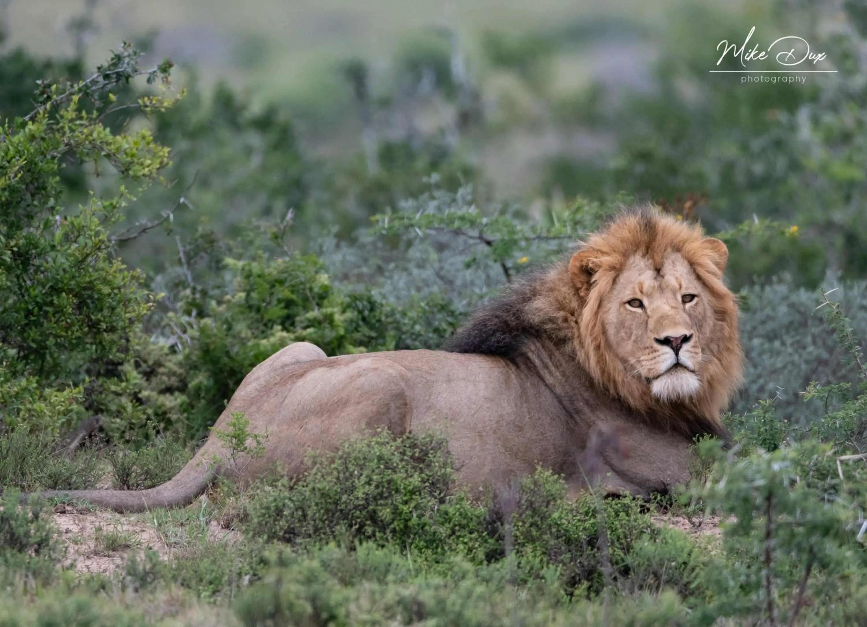 Activities in Safari Lodge - Amakhala Game Reserve