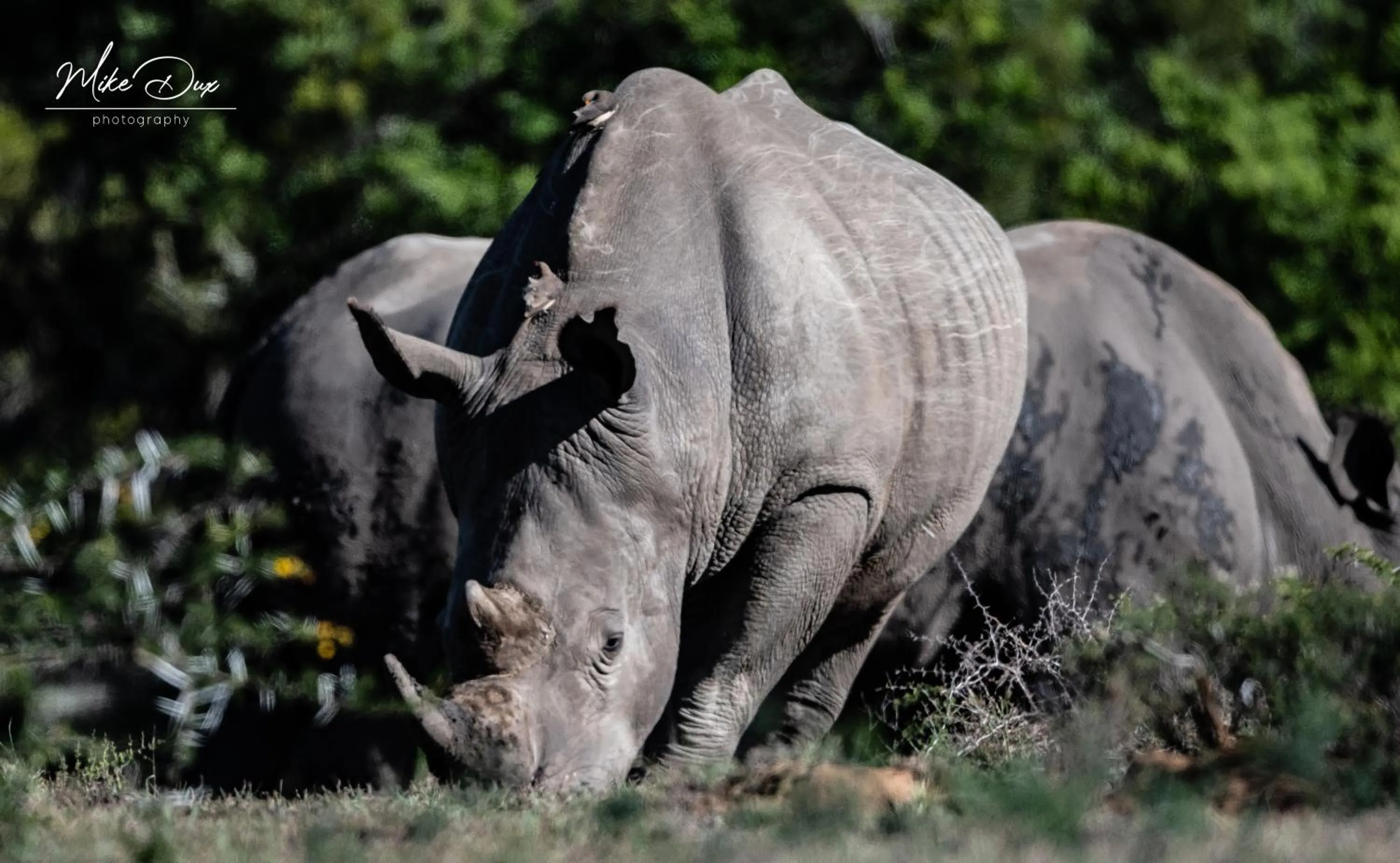Activities in Safari Lodge - Amakhala Game Reserve