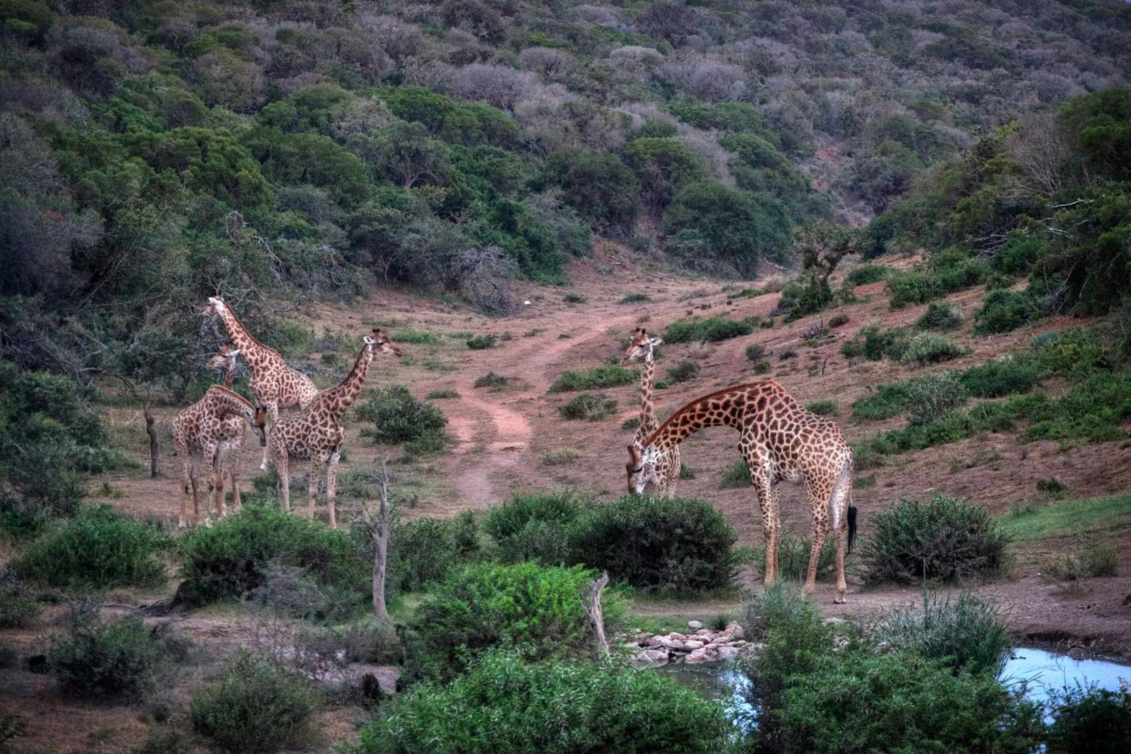 Animals in Safari Lodge - Amakhala Game Reserve