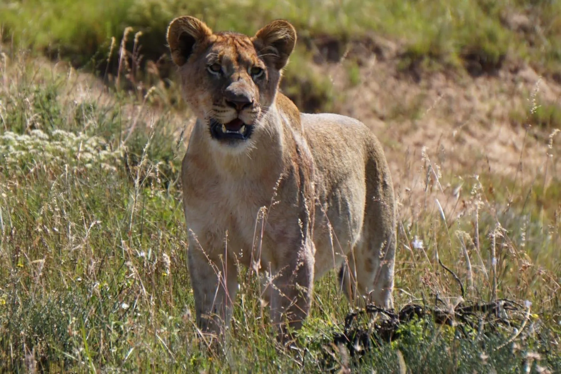 Animals in Safari Lodge - Amakhala Game Reserve