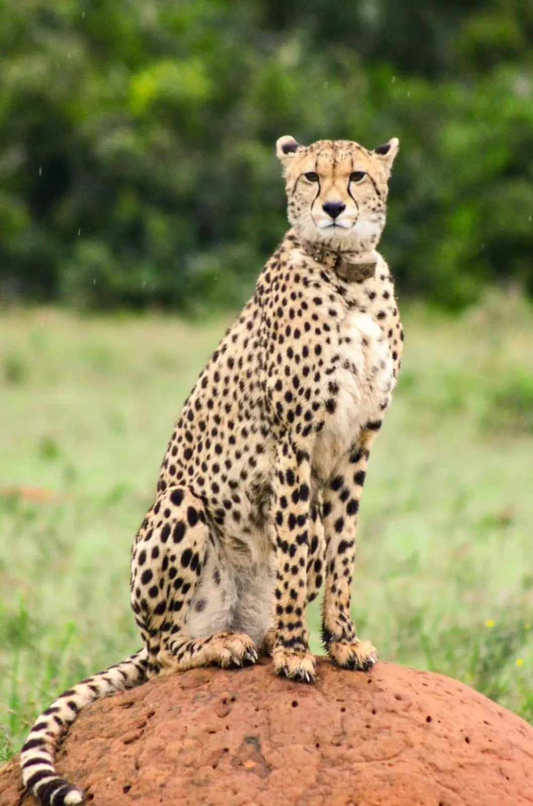 Animals in Safari Lodge - Amakhala Game Reserve