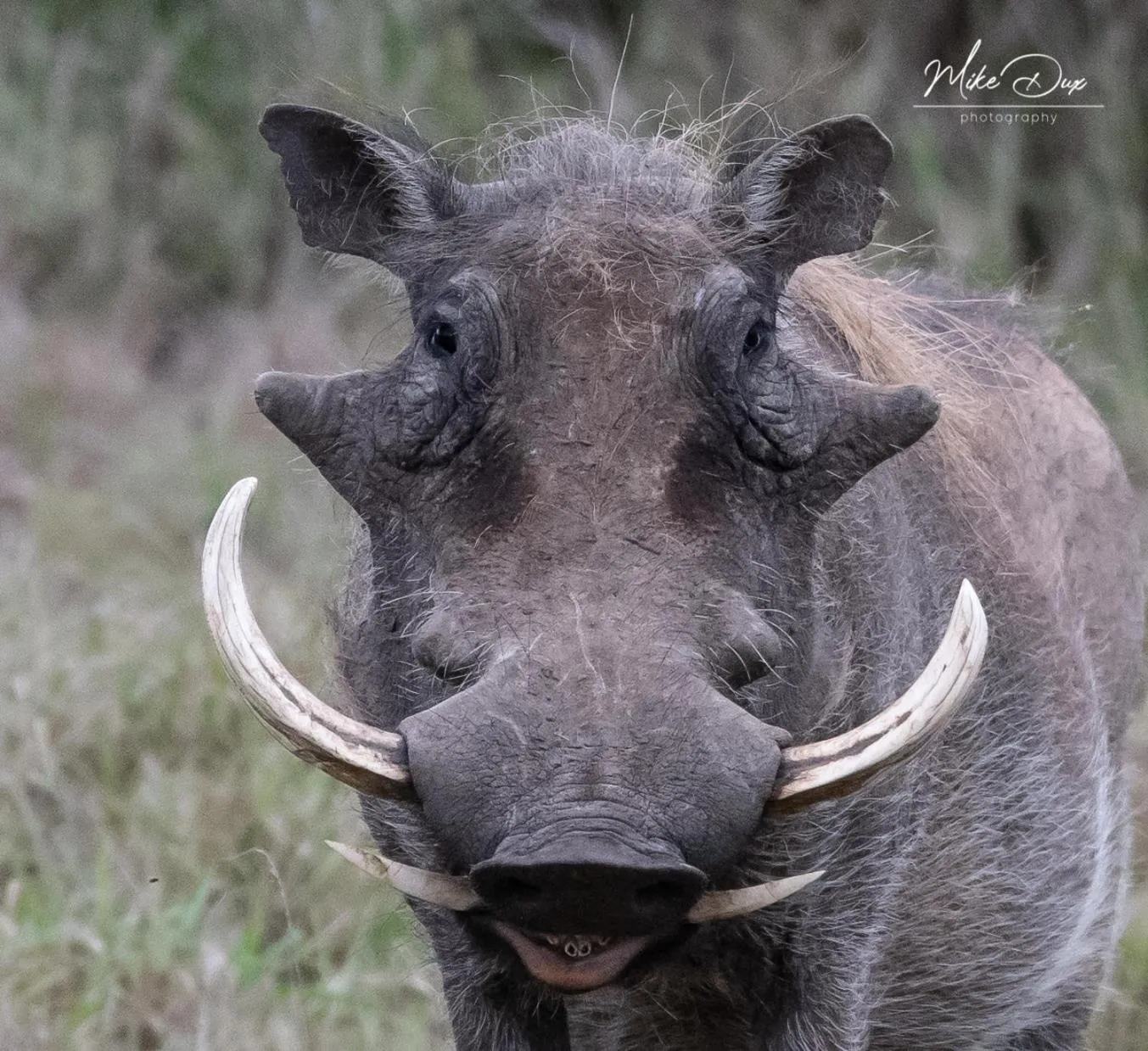 Activities in Safari Lodge - Amakhala Game Reserve